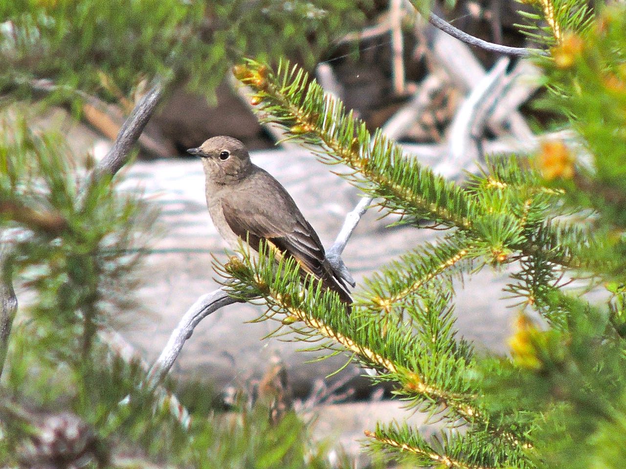 Townsend's Solitaire