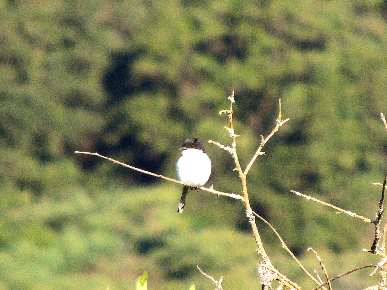 Tropical Boubou