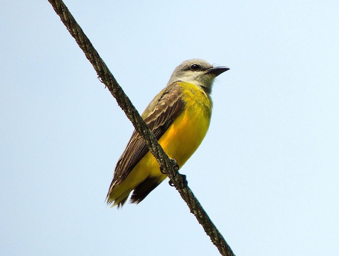 Tropical Kingbird