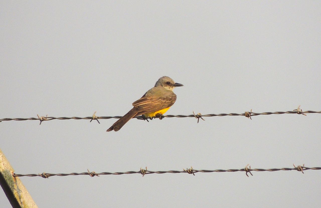 Tropical Kingbird