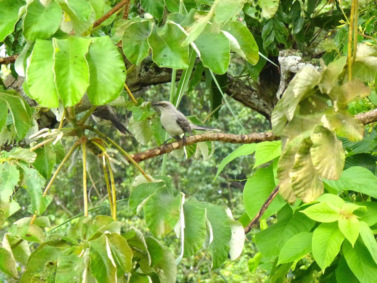 Tropical Mockingbird