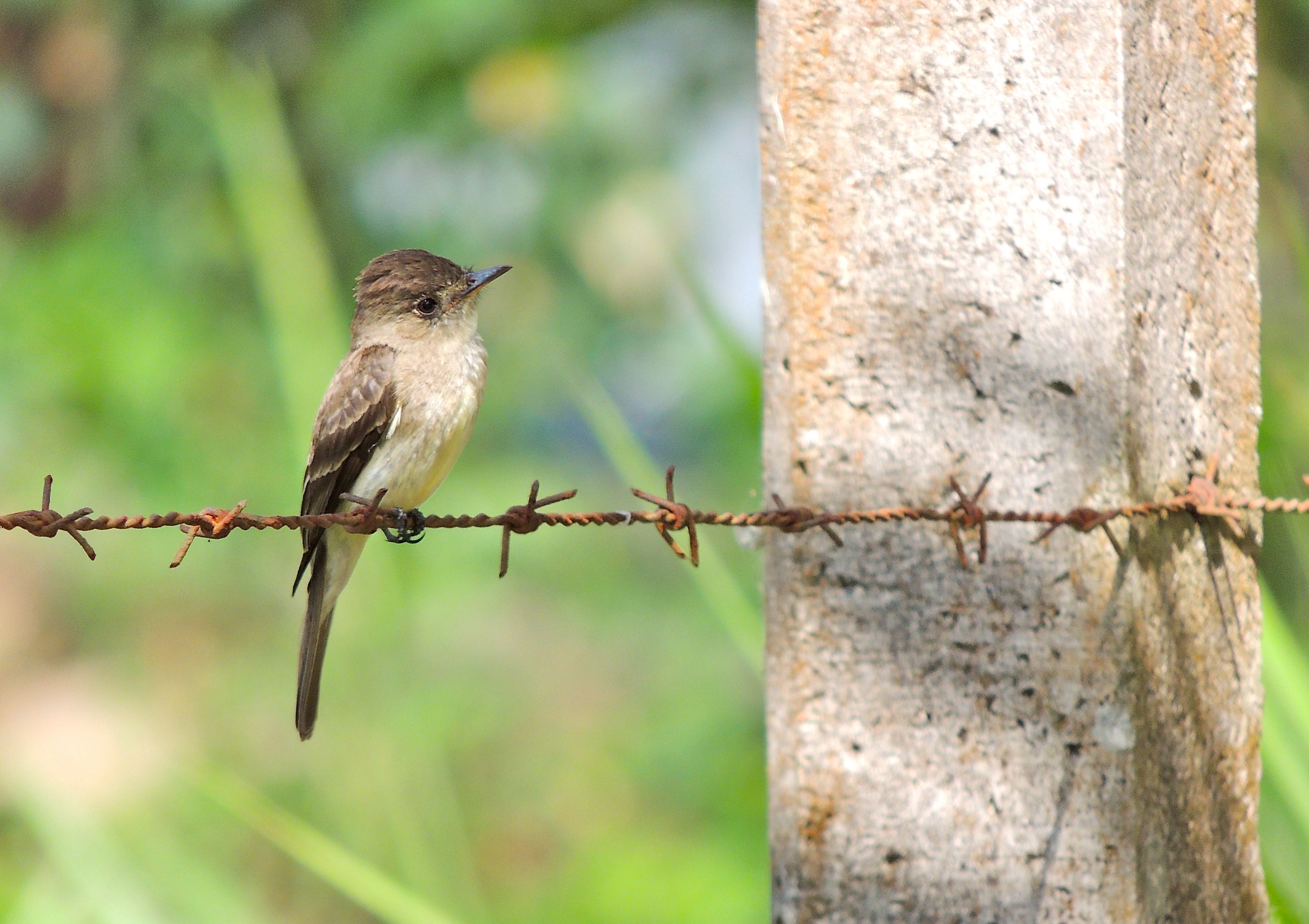 Tropical Pewee