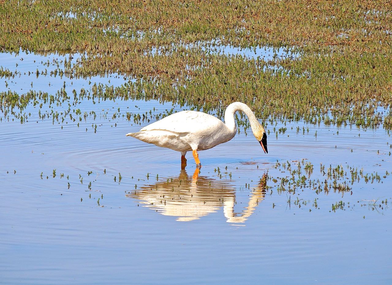 Trumpeter Swan