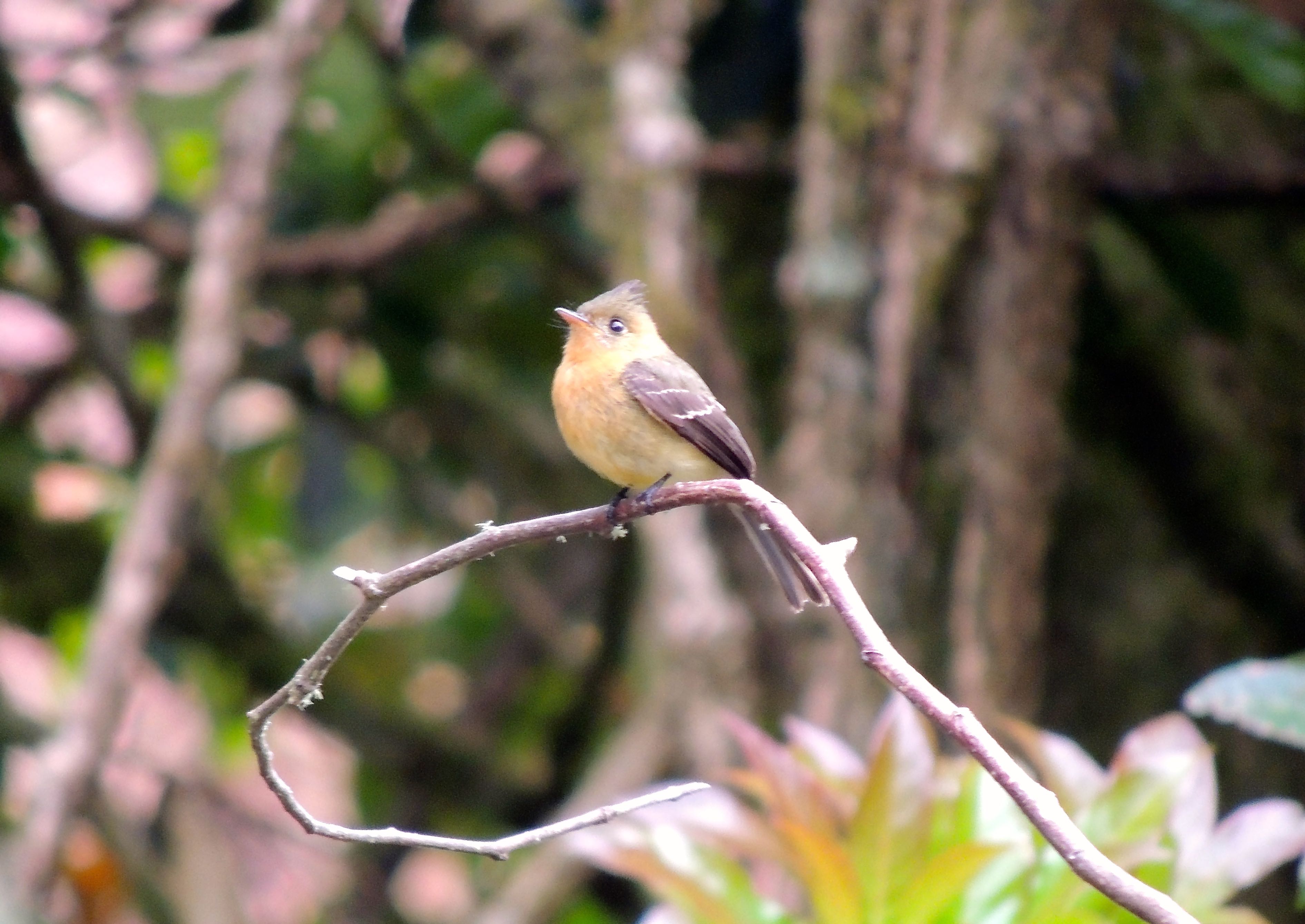 Tufted Flycatcher