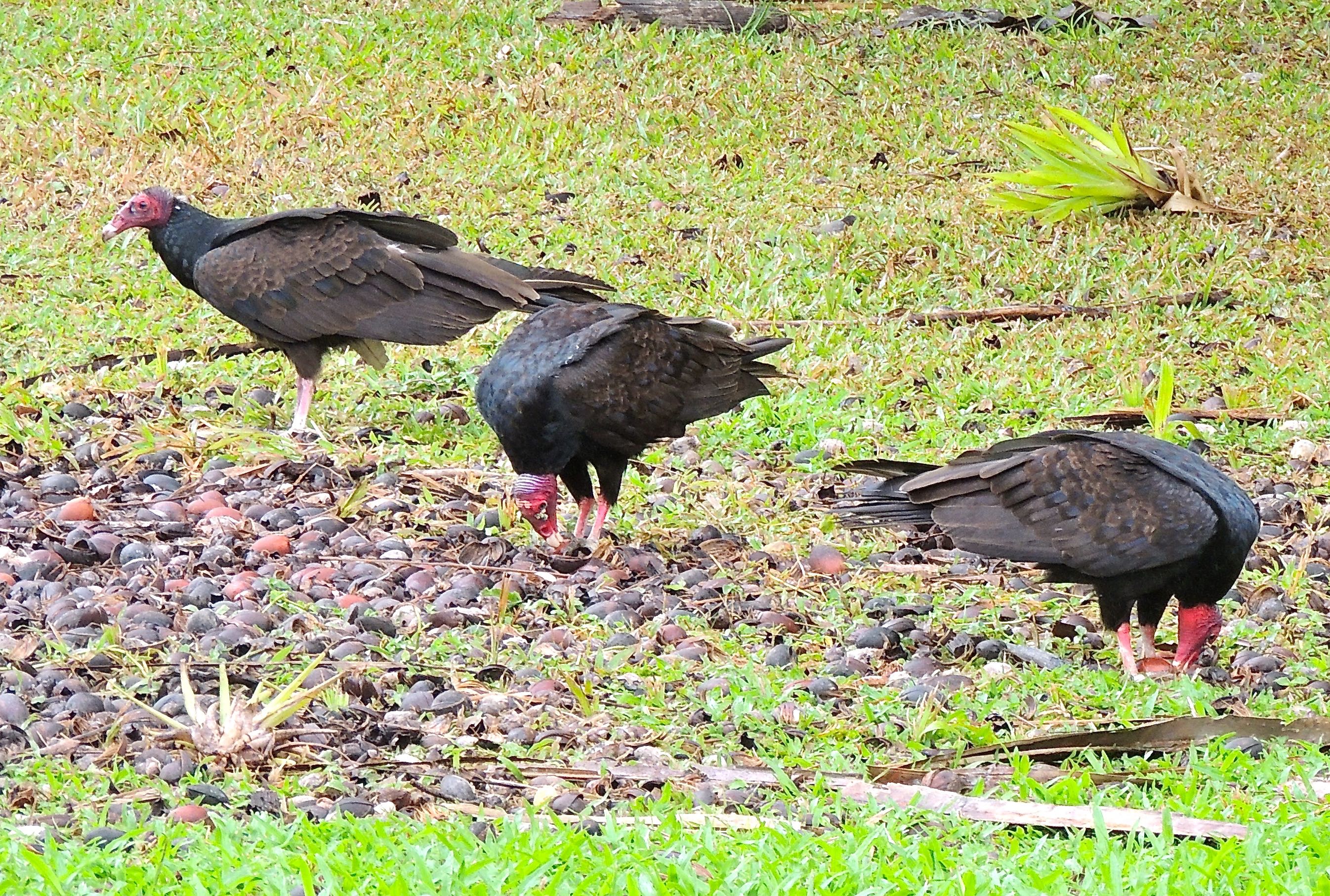 Turkey Vultures