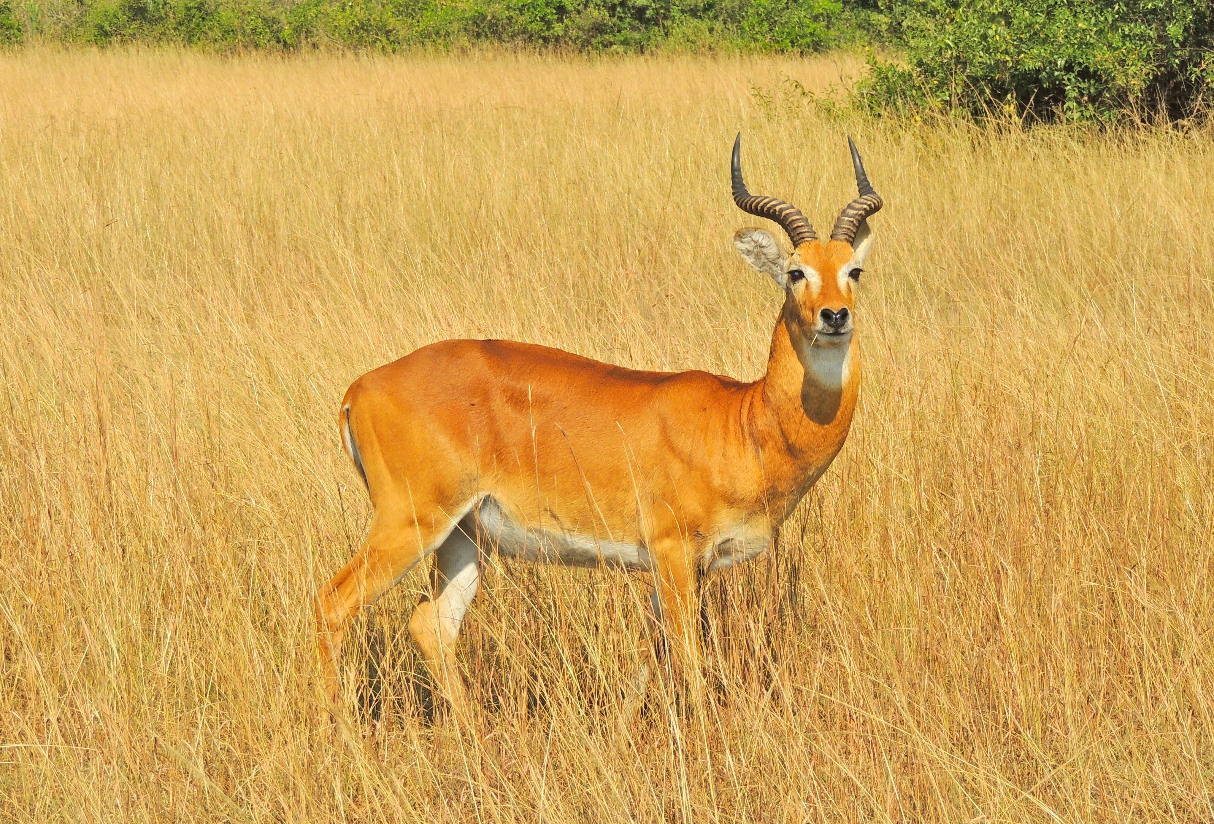 Uganda Kob Male