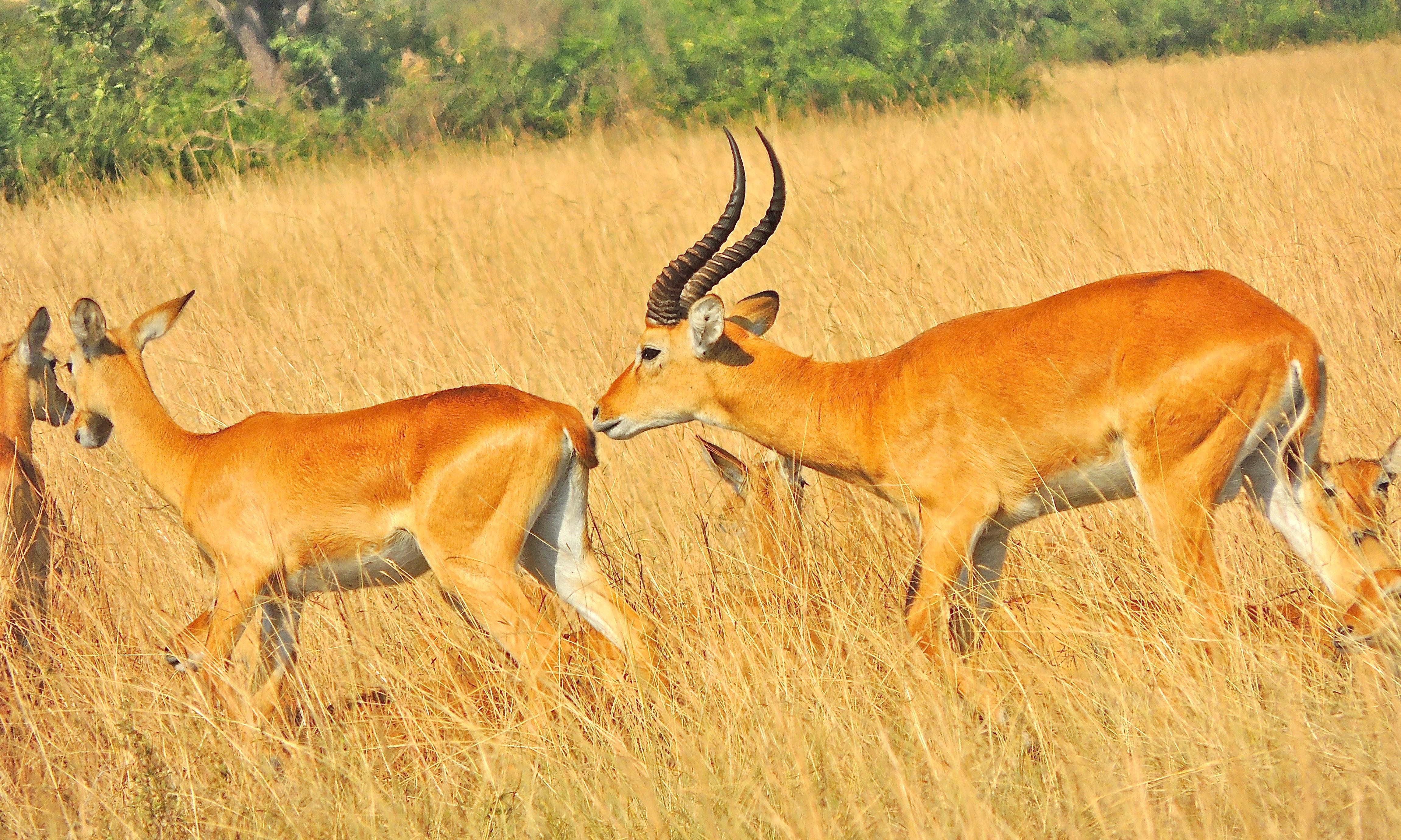 Uganda Kob Male and Females