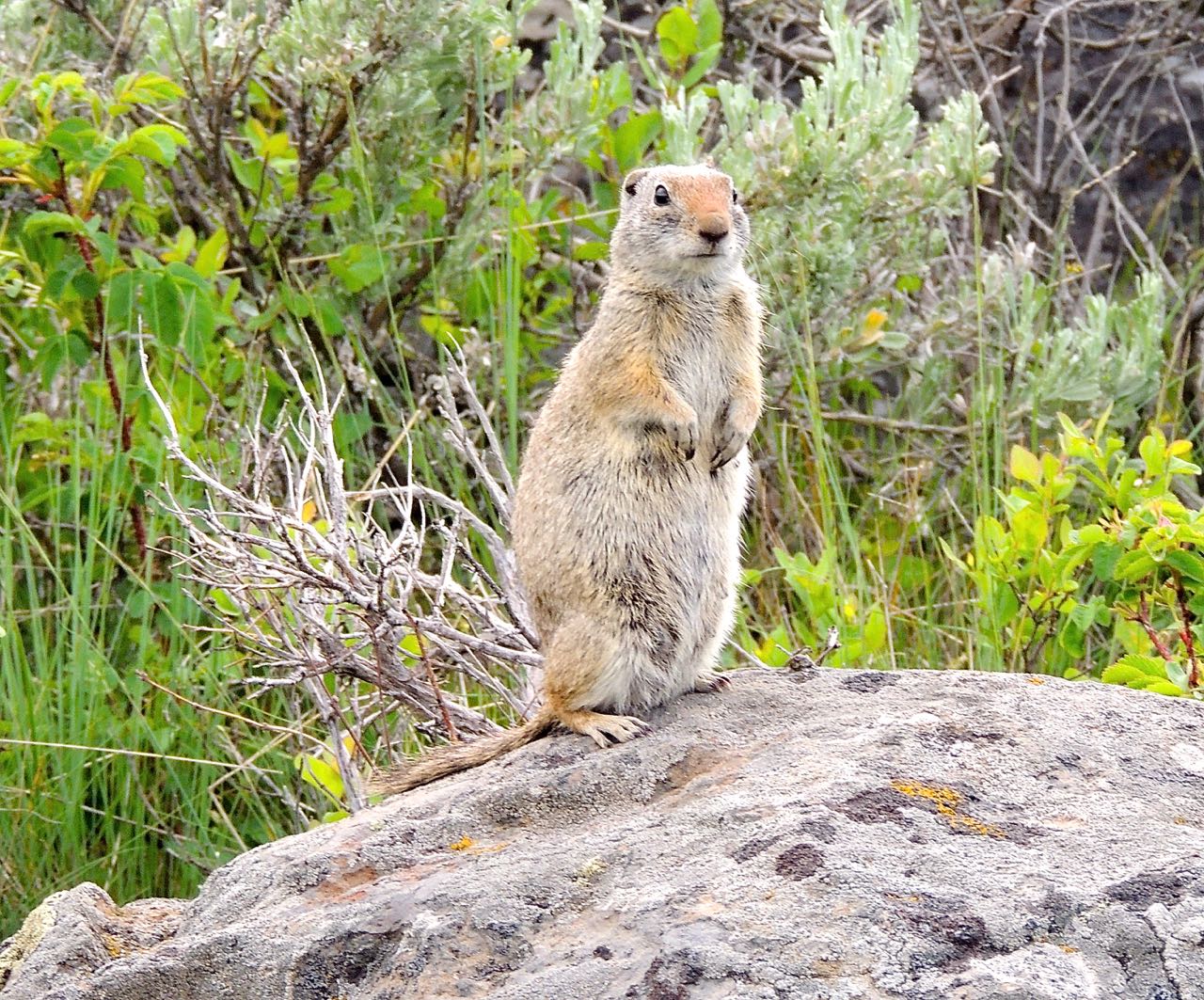 Uinta Ground Squirrel