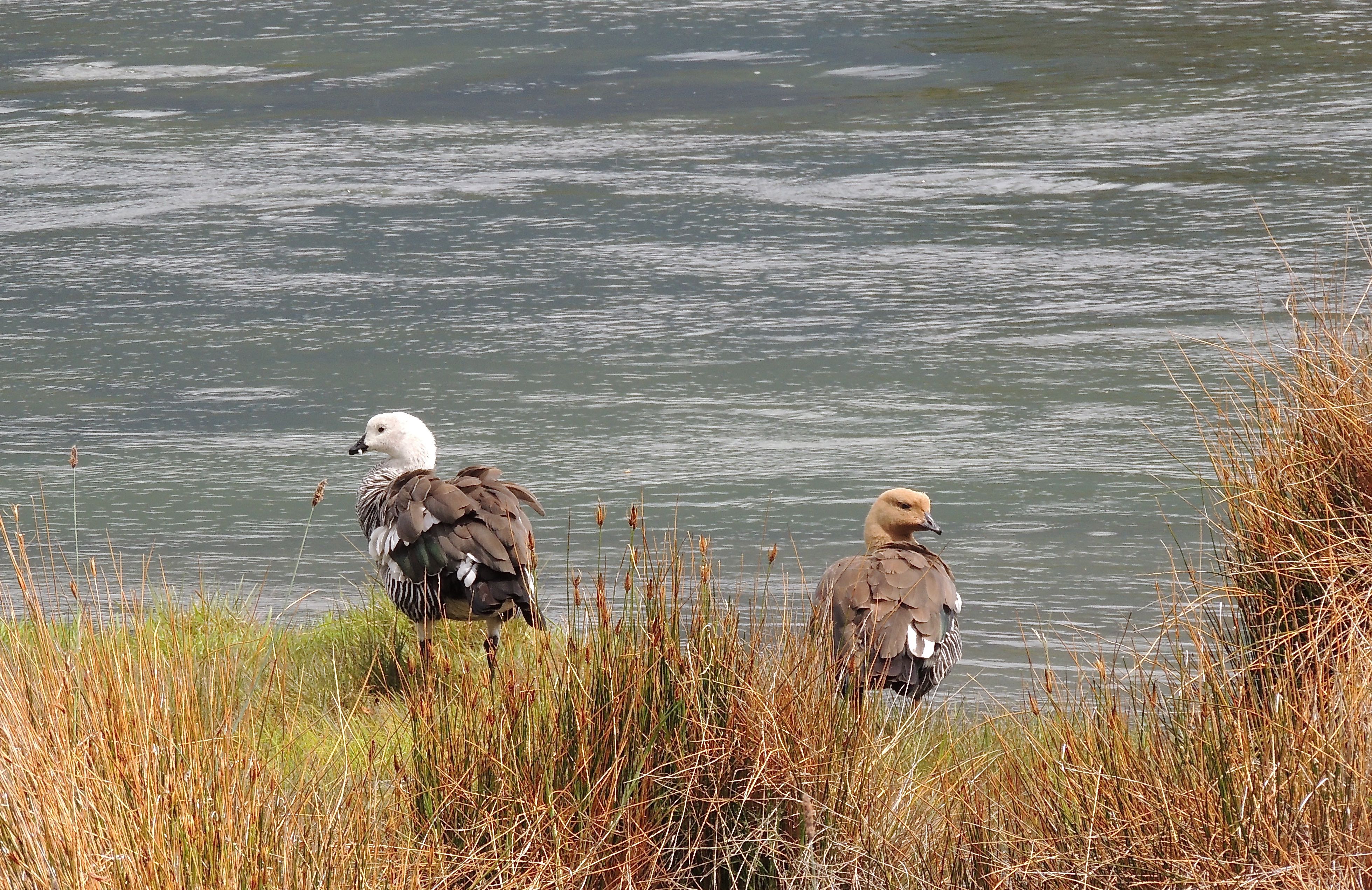 Upland Geese