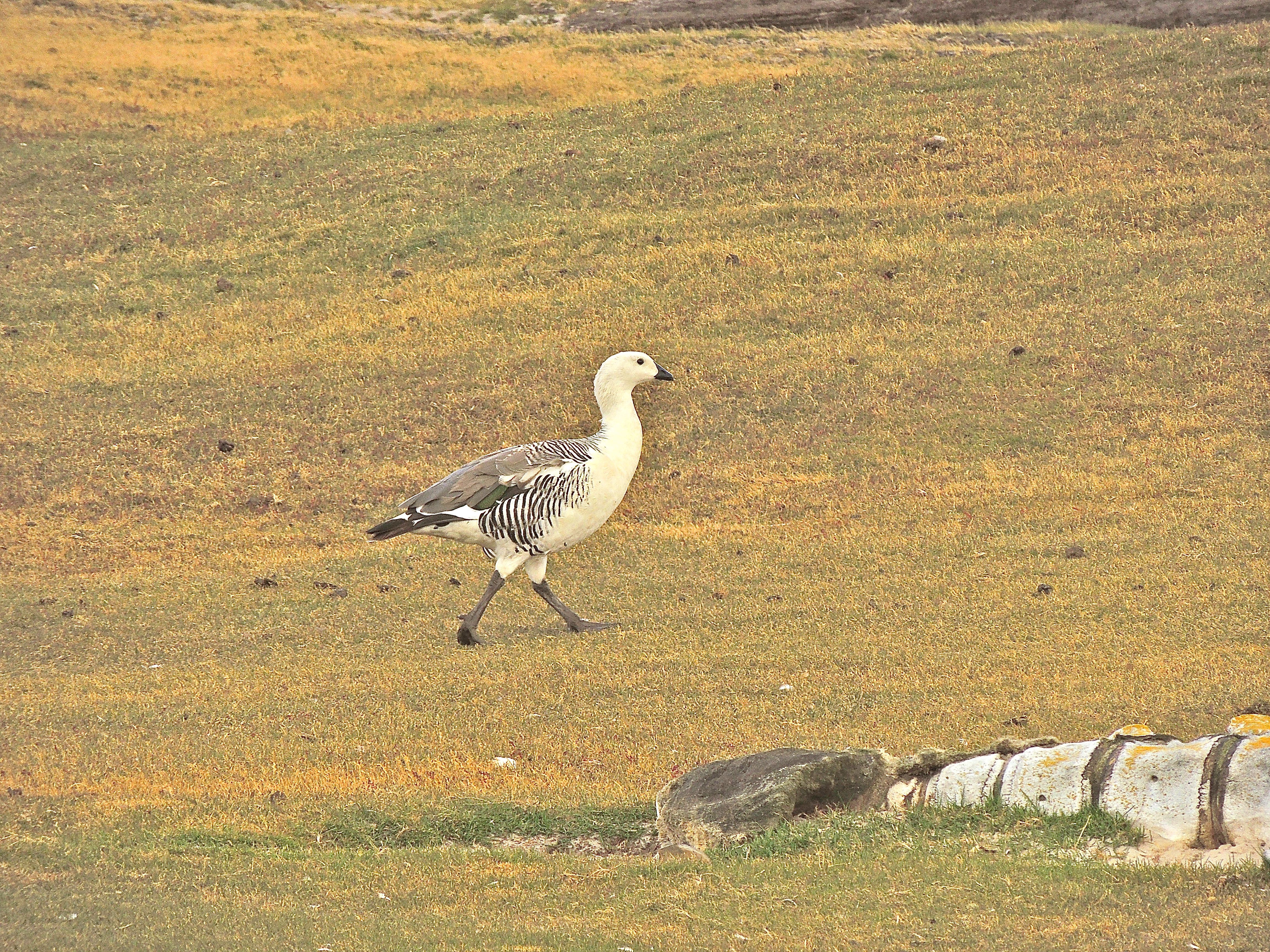 Upland Goose