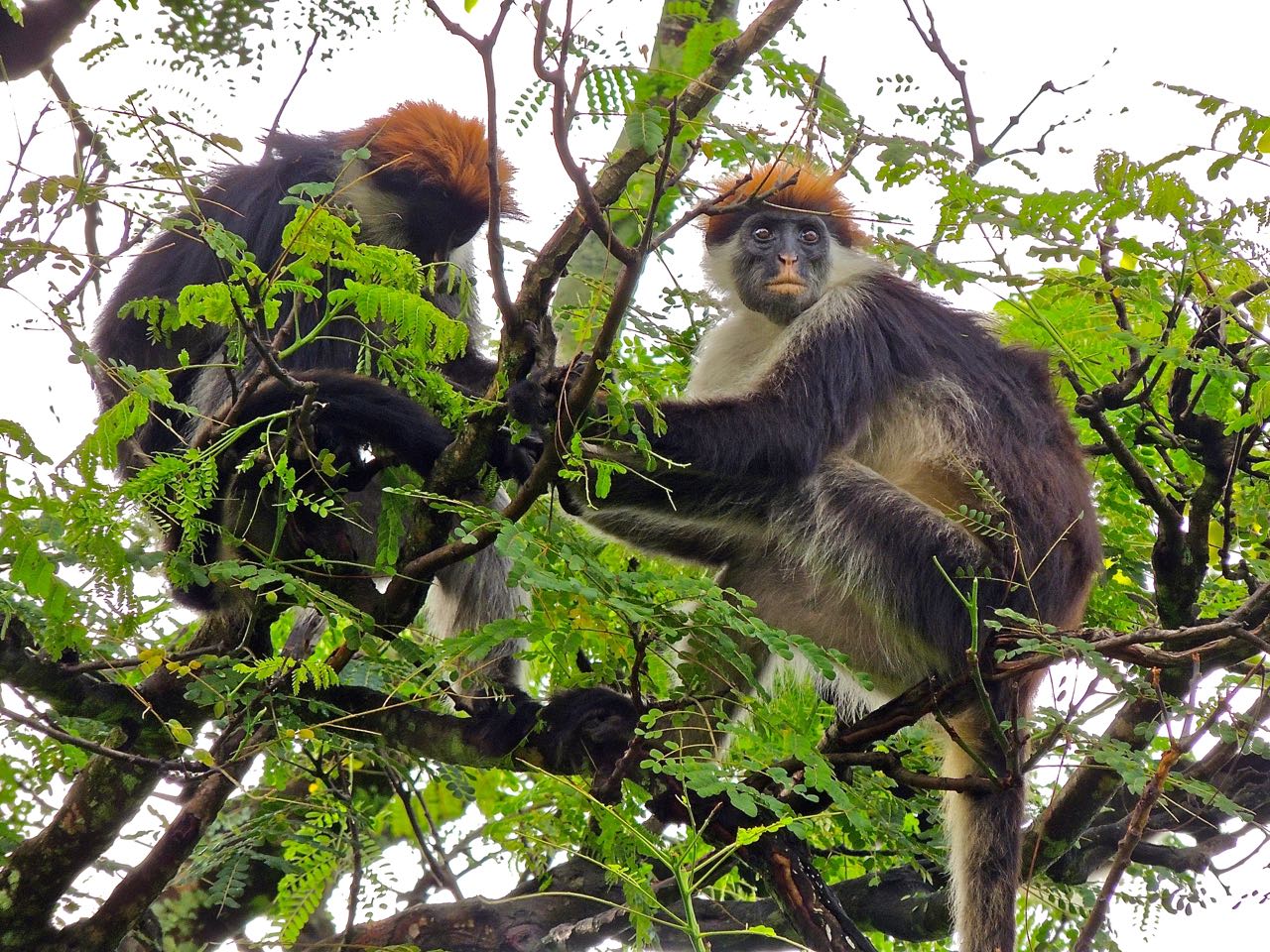 Udzungwa Red Colobuses