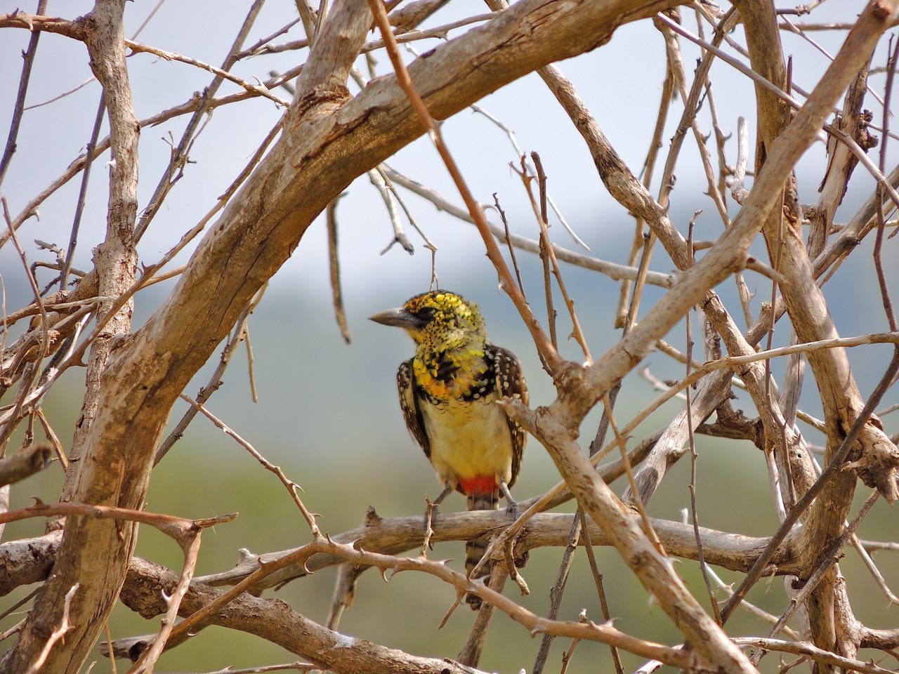 Usambiro Barbet