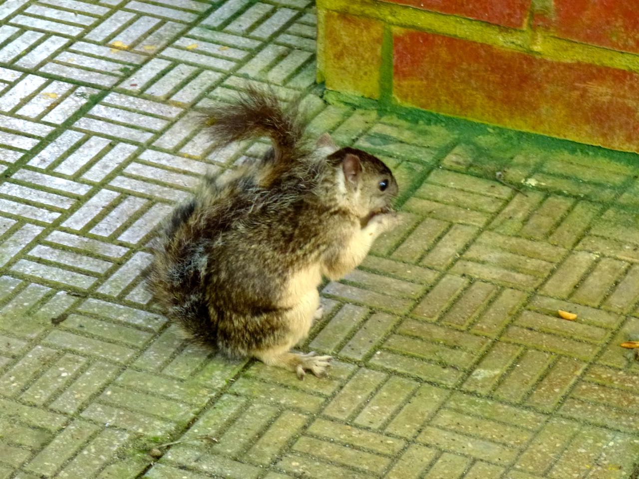 Variegated Squirrel