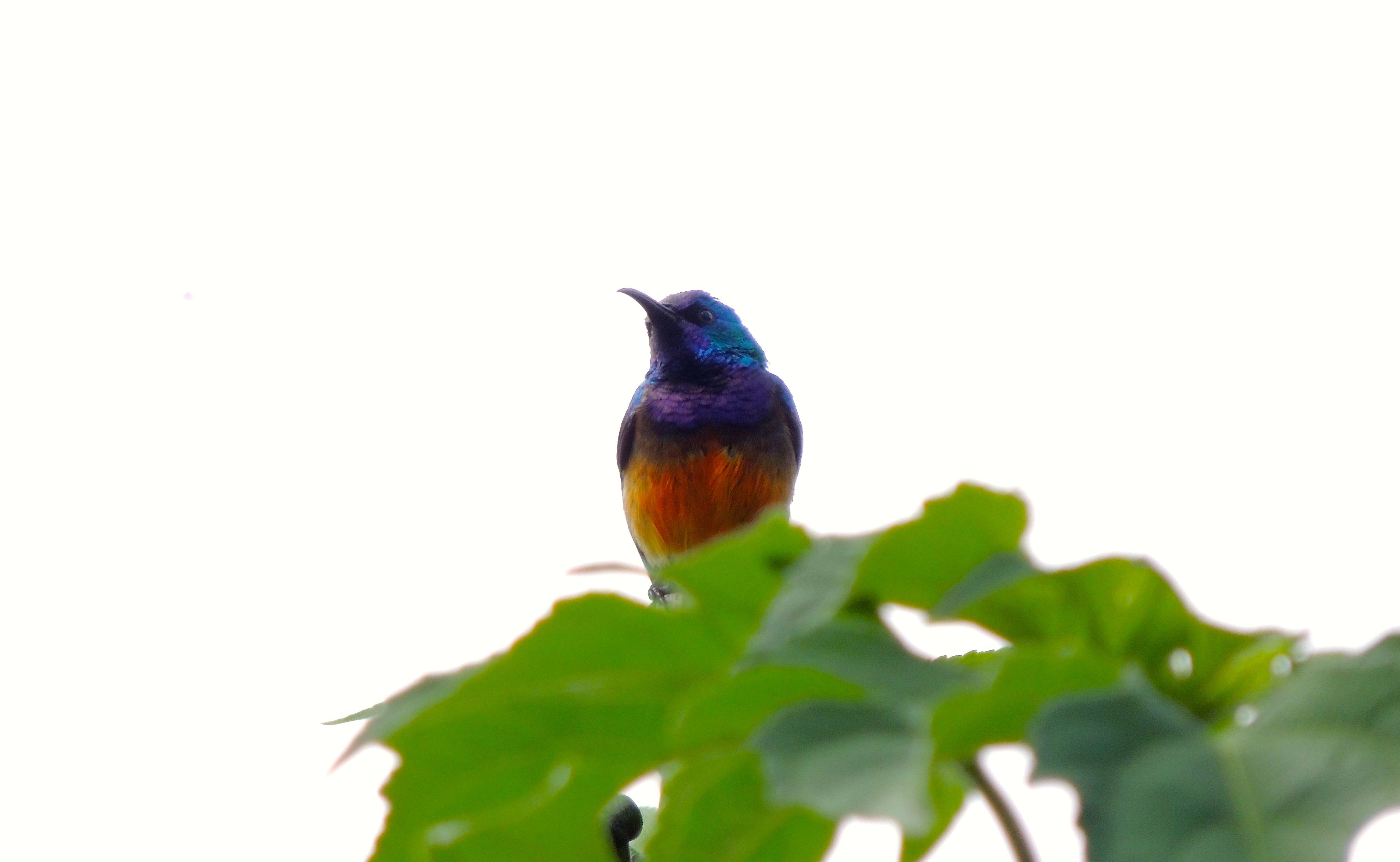 Variable Sunbird