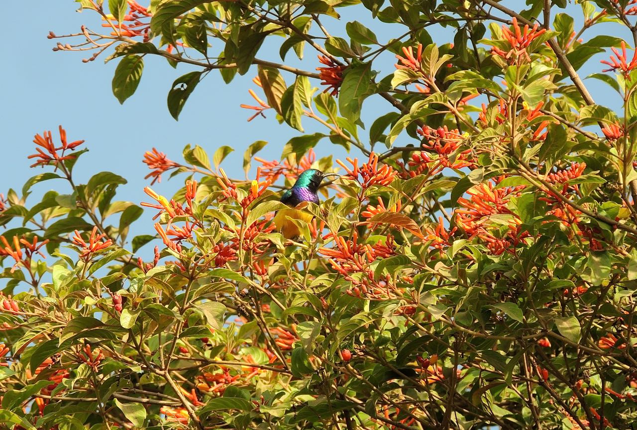 Variable Sunbird