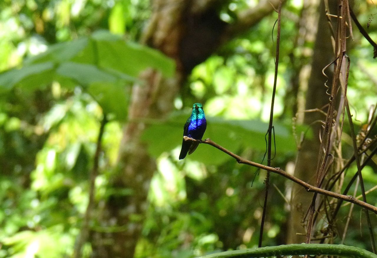 Violet-bellied Hummingbird