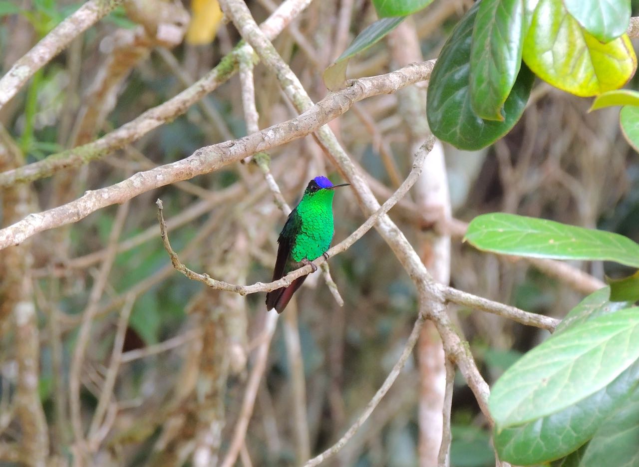 Violet-capped Hummingbird