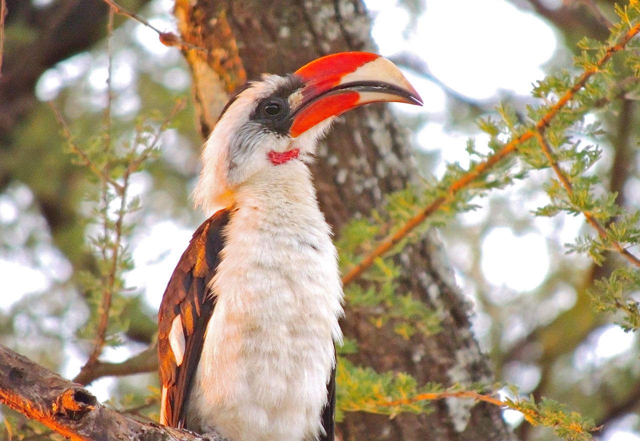 Von der Decken's Hornbill