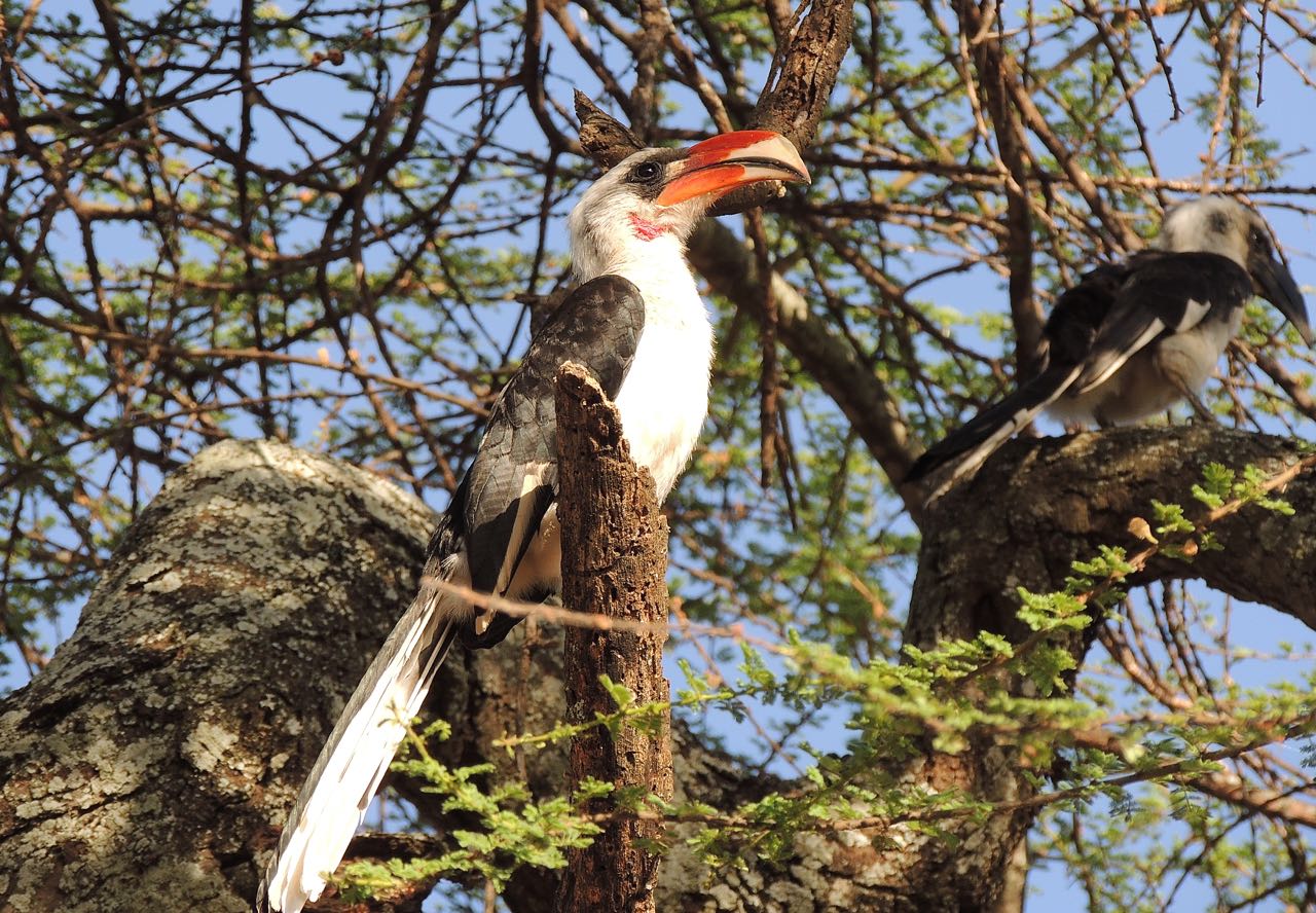 Von der Decken's Hornbills