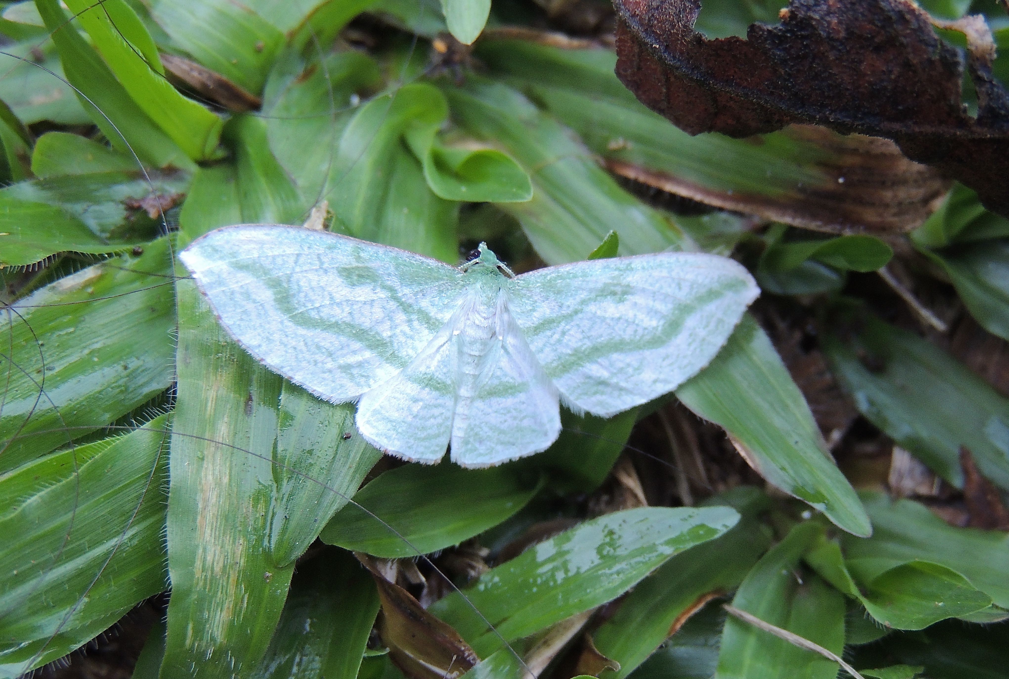 Acrosemia vulpecularia