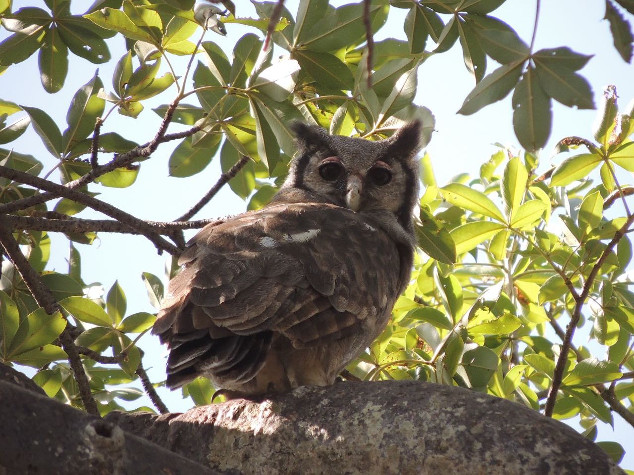 Verreaux's Eagle-Owl