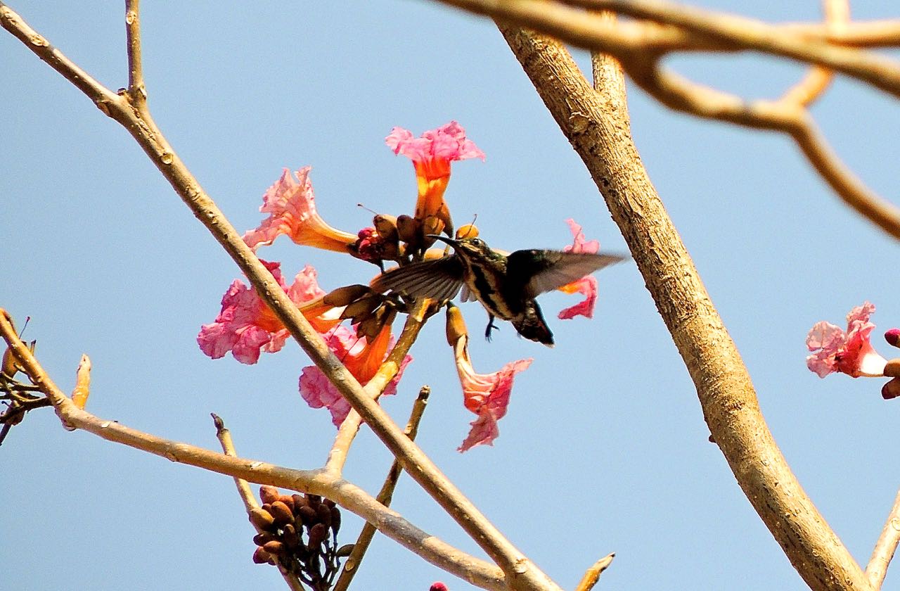 Veraguan Mango