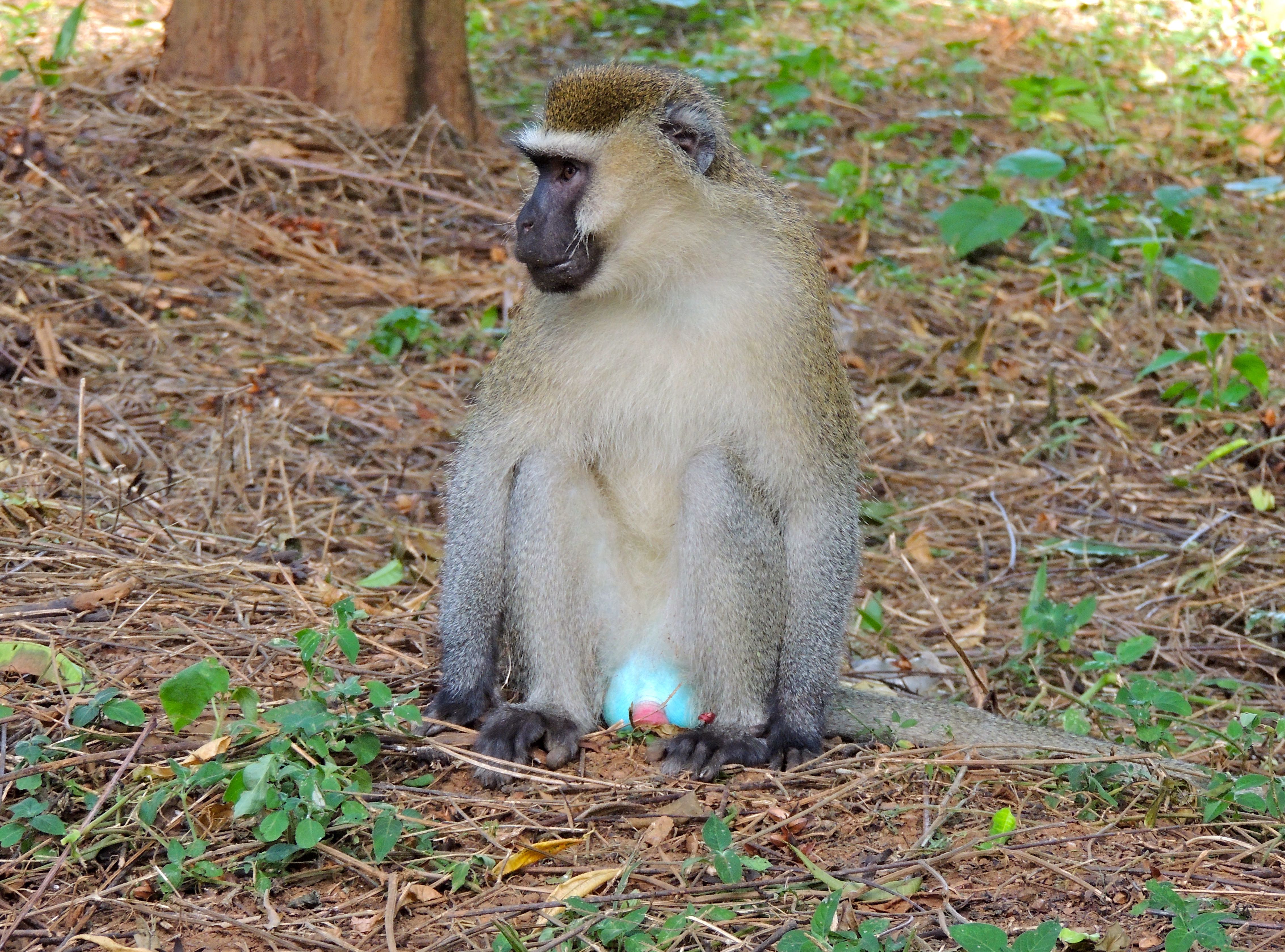 Vervet Monkey