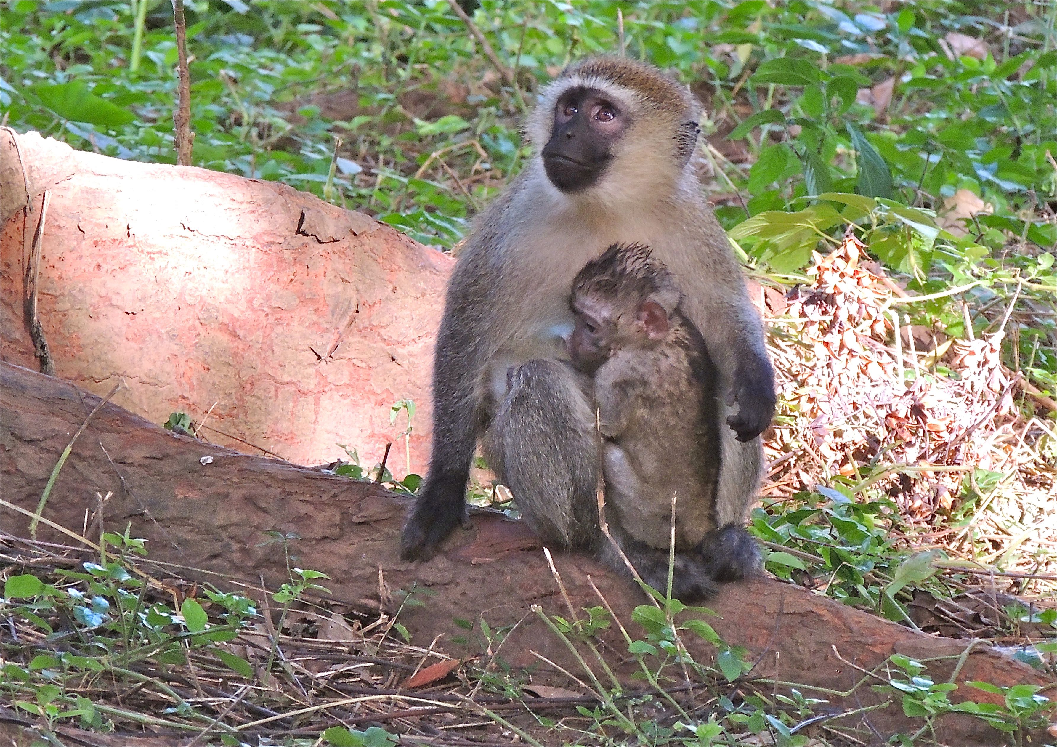 Vervet Monkeys