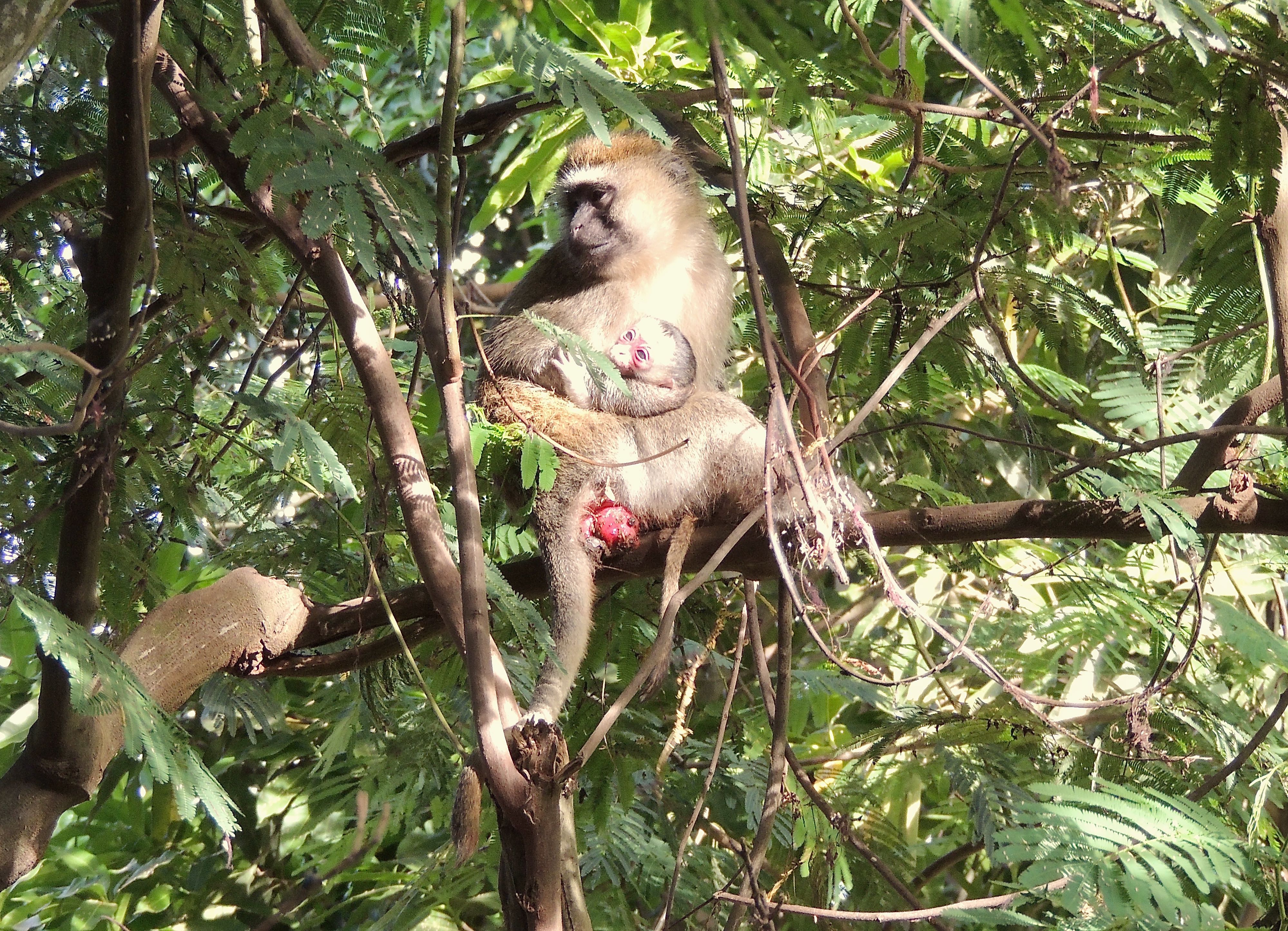 Vervet Monkeys