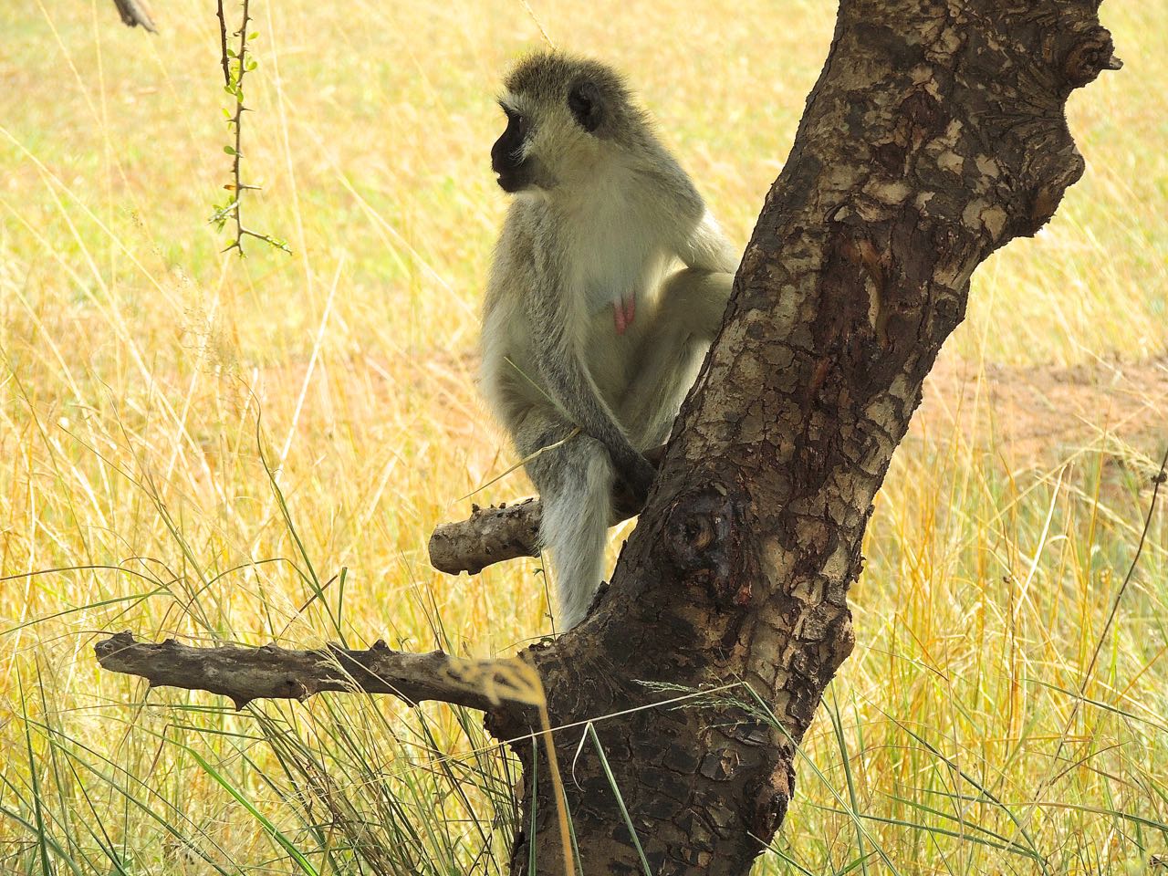 Vervet Monkey