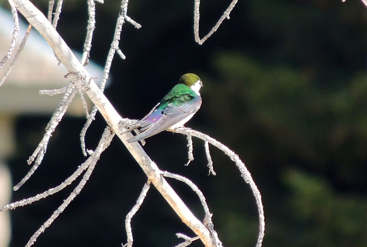 Violet-green Swallow