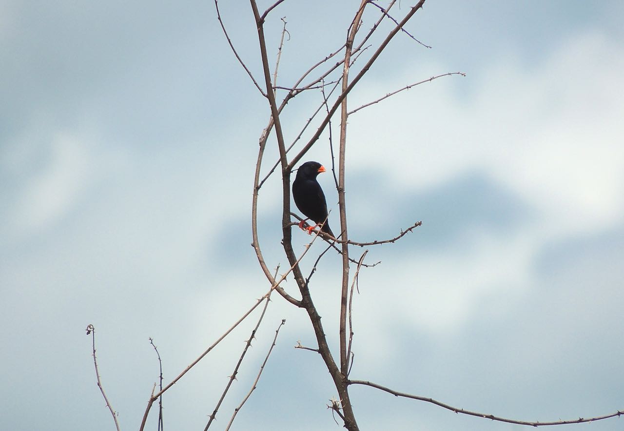 Village Indigobird