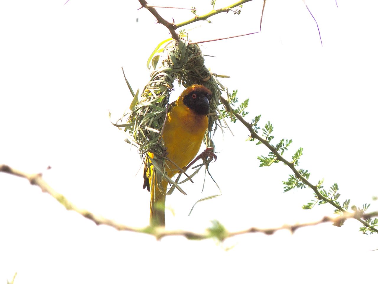 Vitelline Masked Weaver