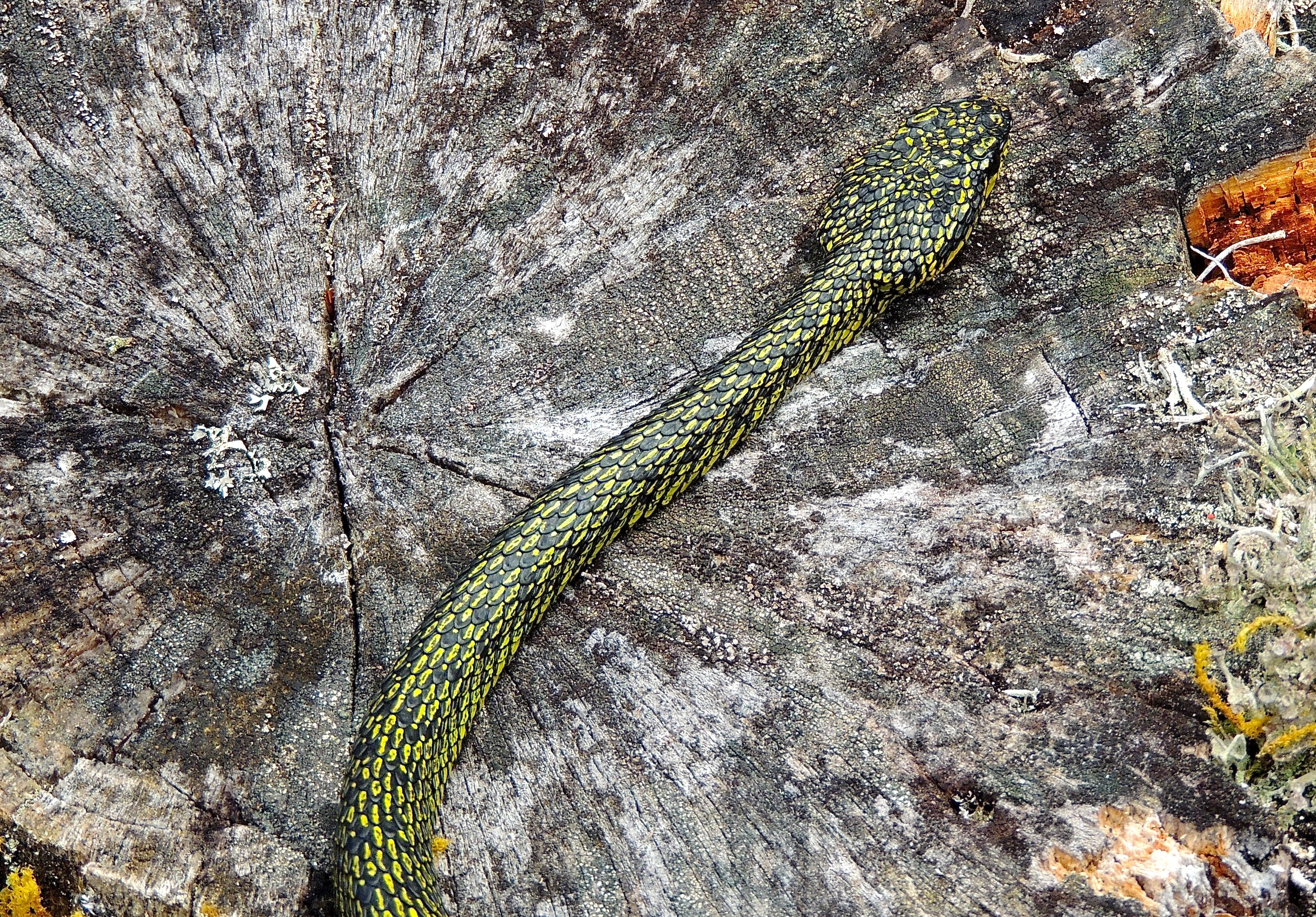 Talamancan Palm-Pit Viper