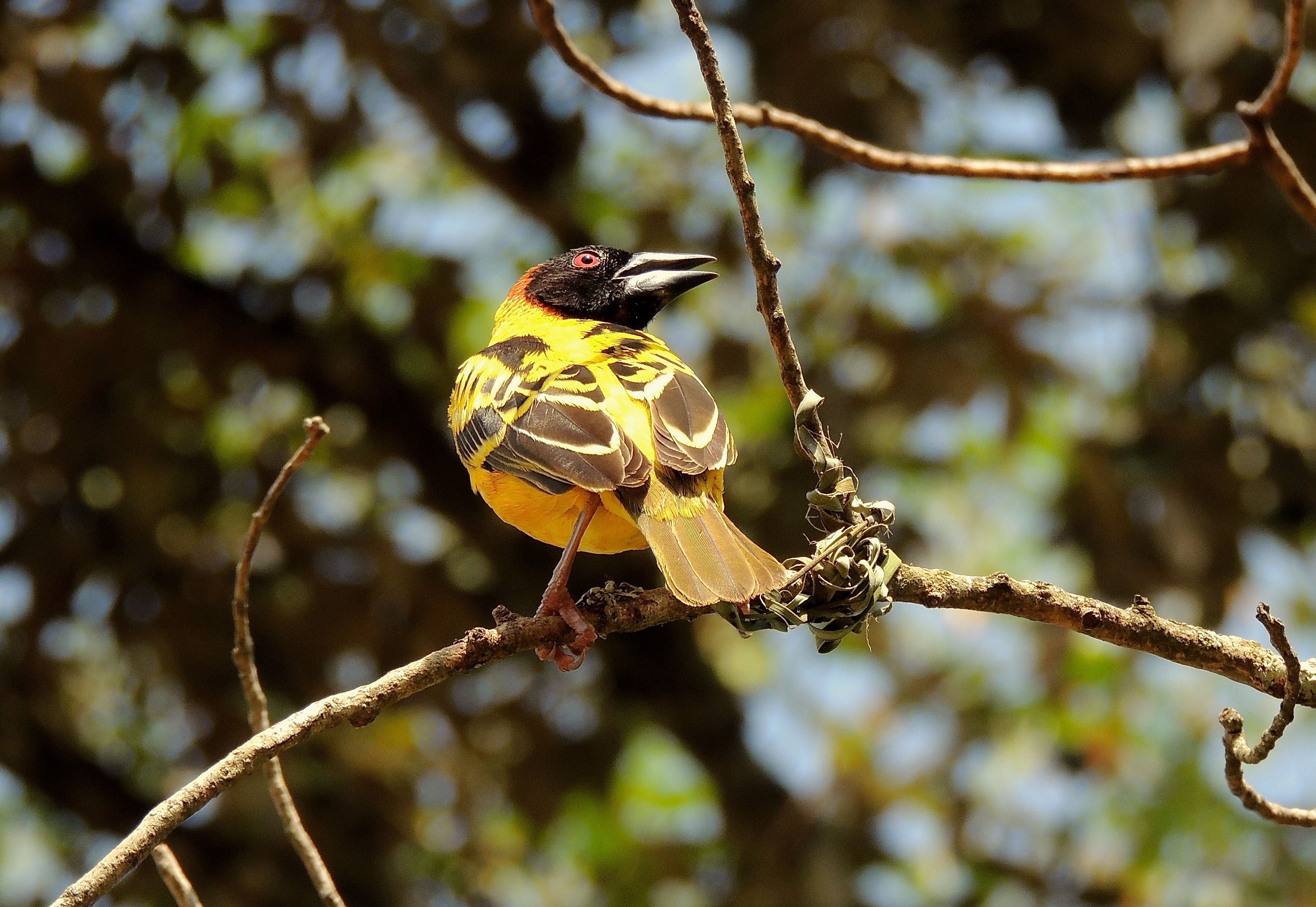 Village Weaver