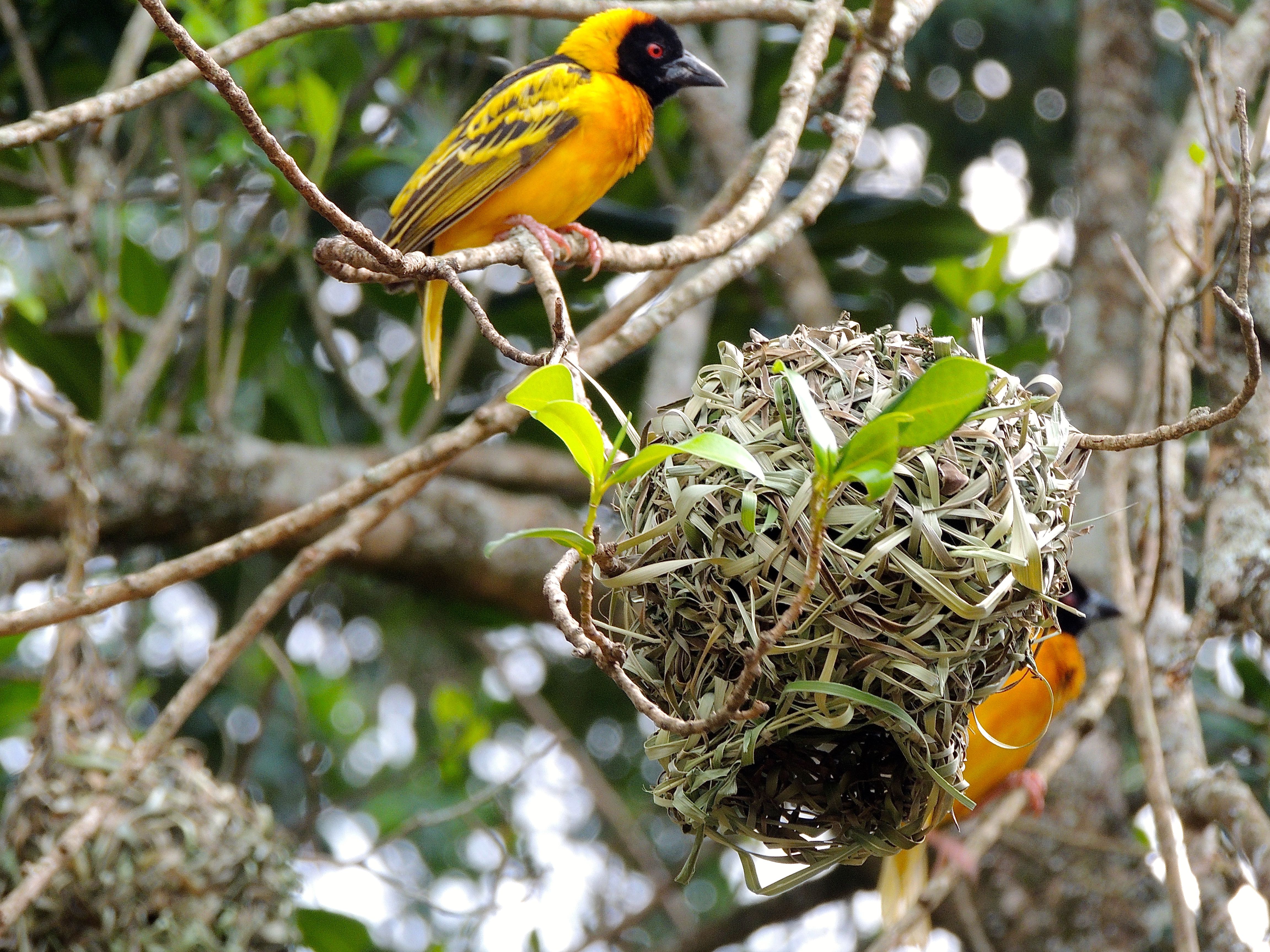 Village Weaver Nest