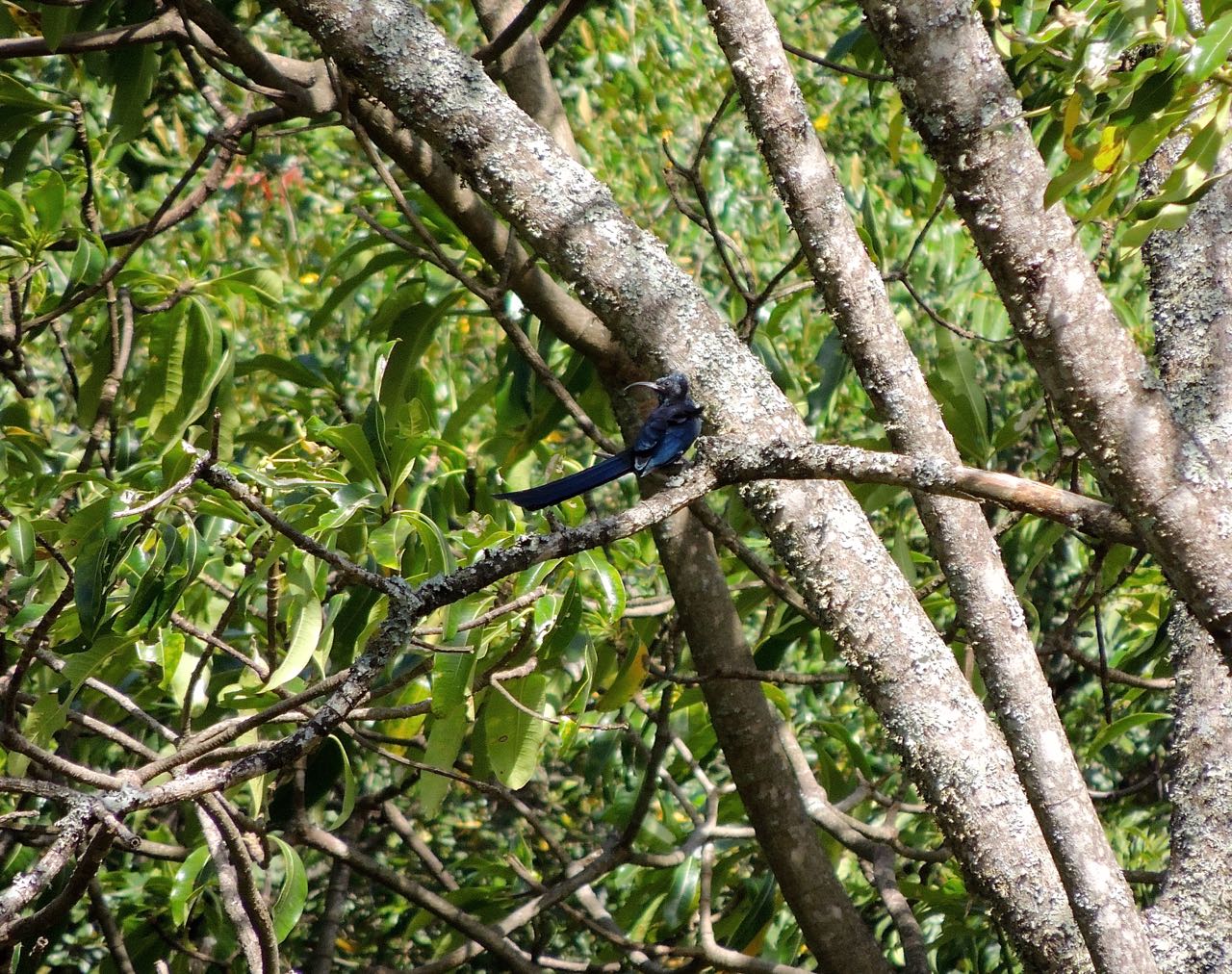 Violet Woodhoopoe