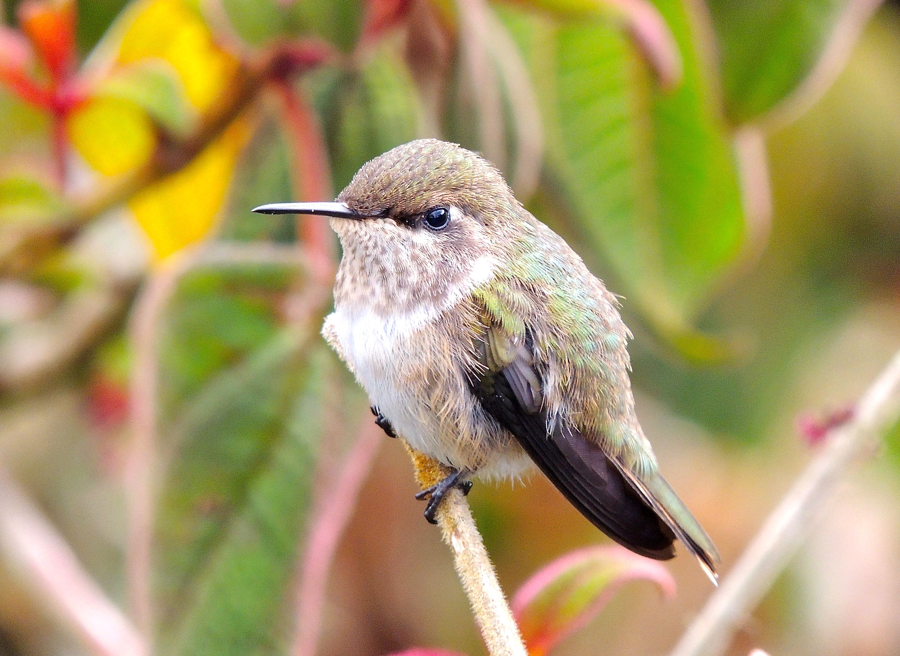 Volcano Hummingbird