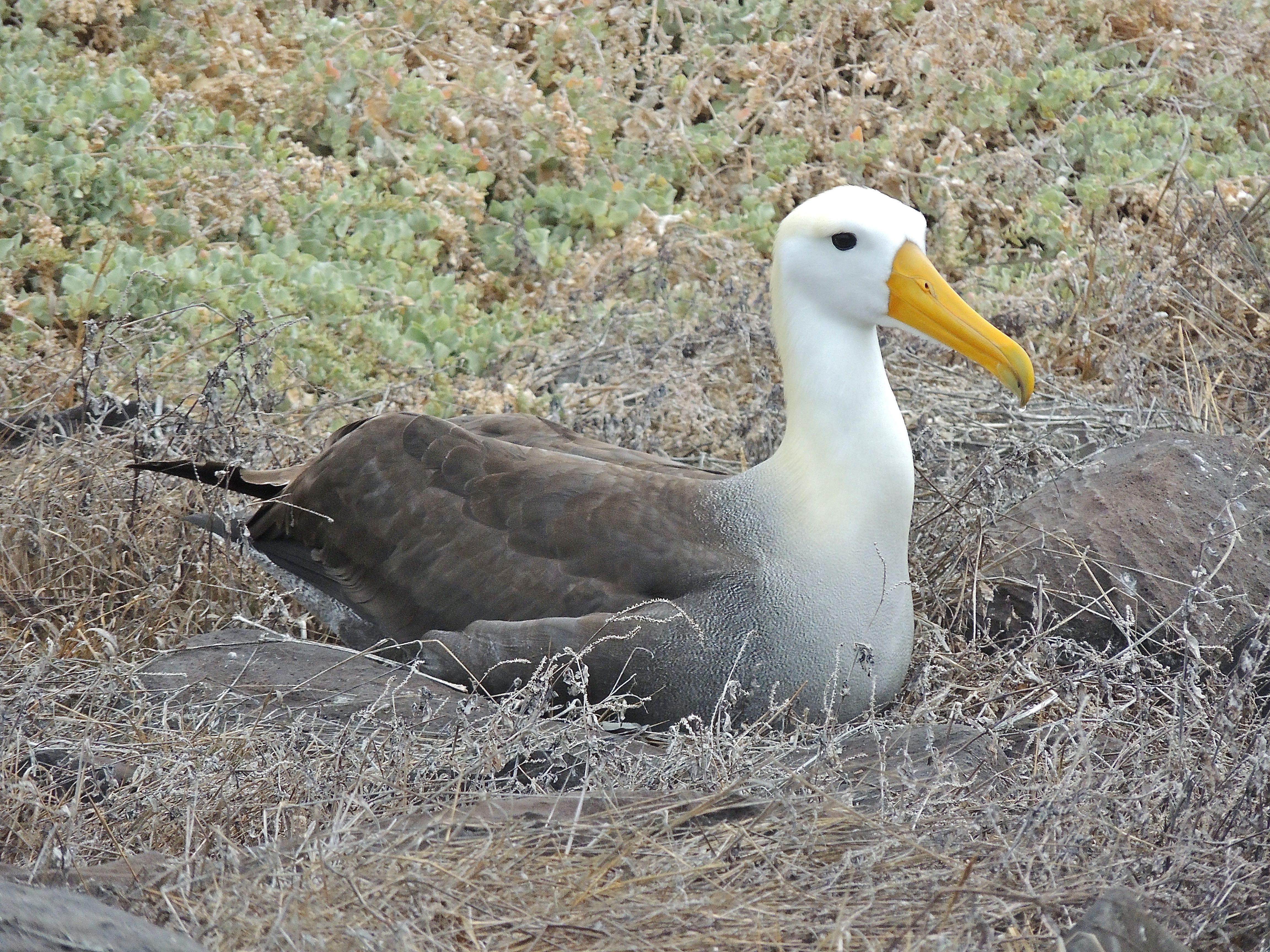 Waved Albatross