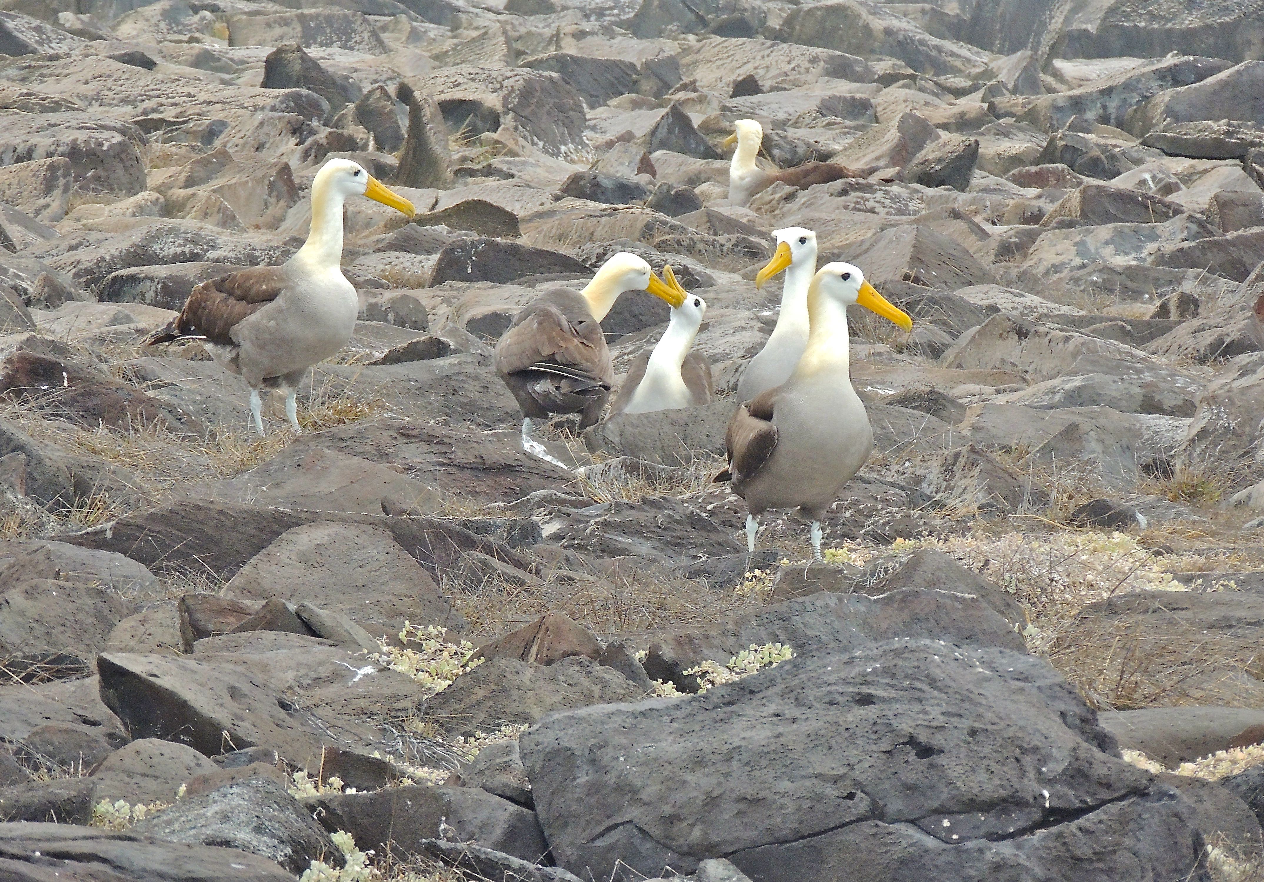 Waved Albatrosses