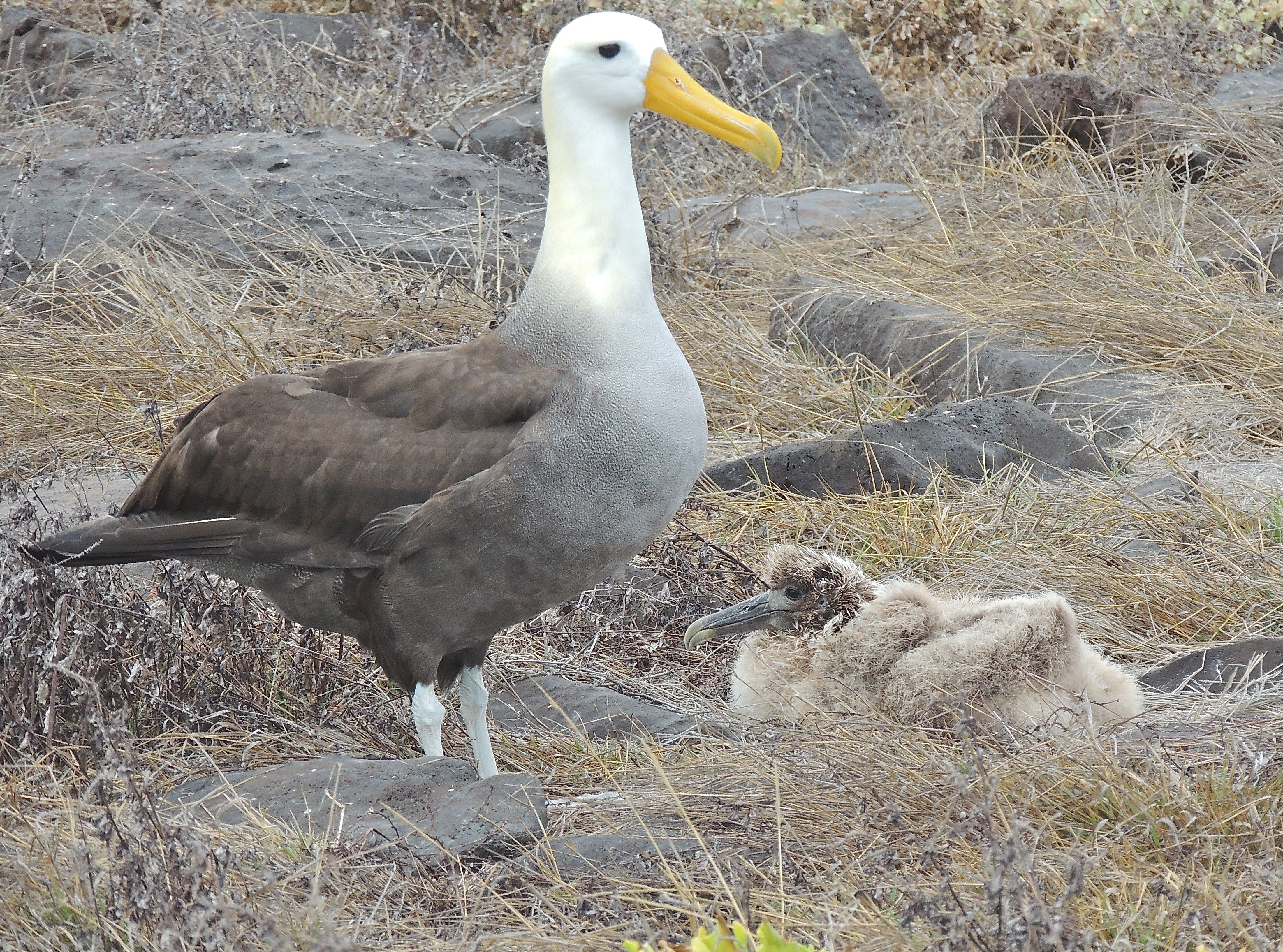 Waved Albatrosses