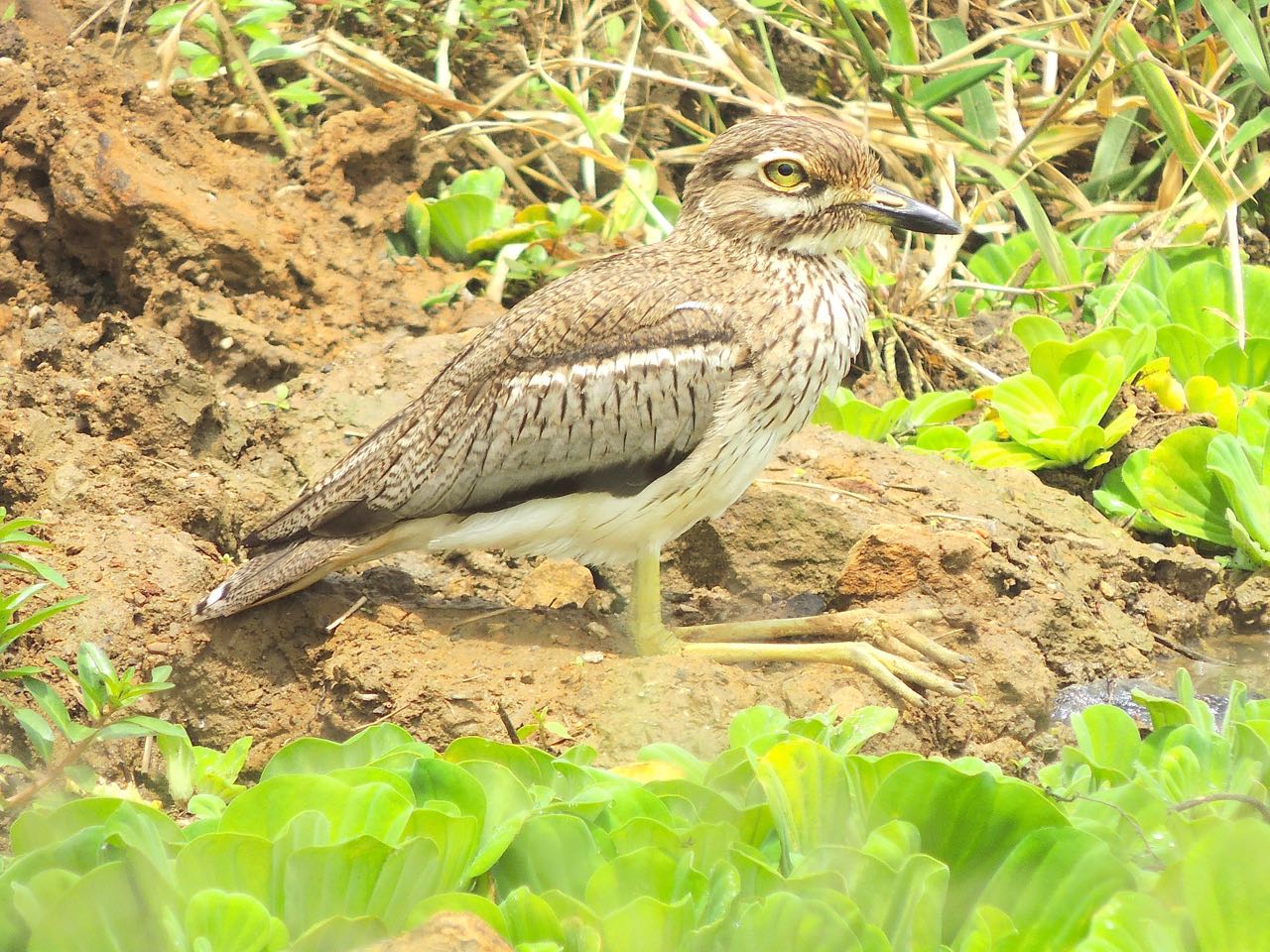 Water Dikkop