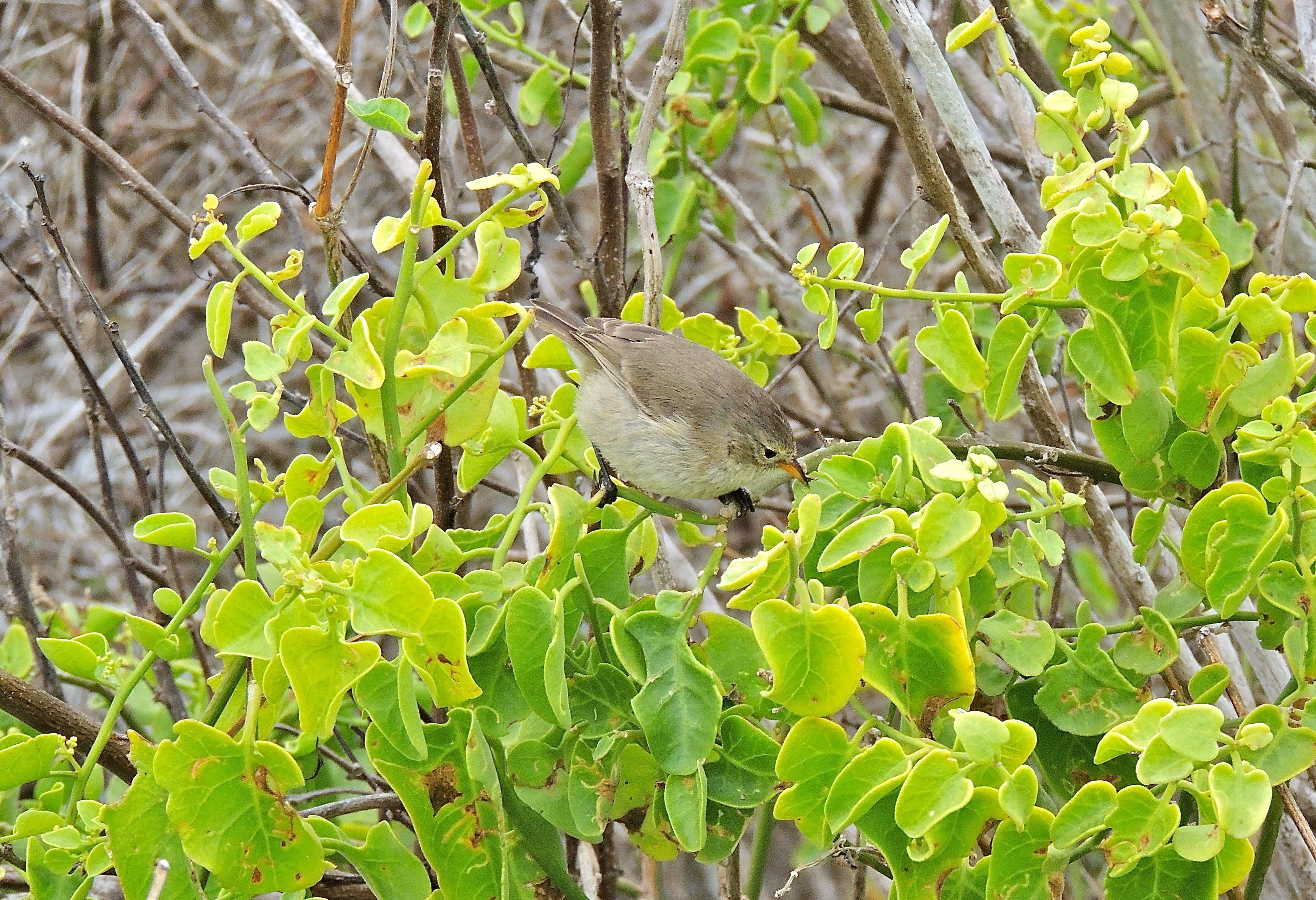 Warbler Finch