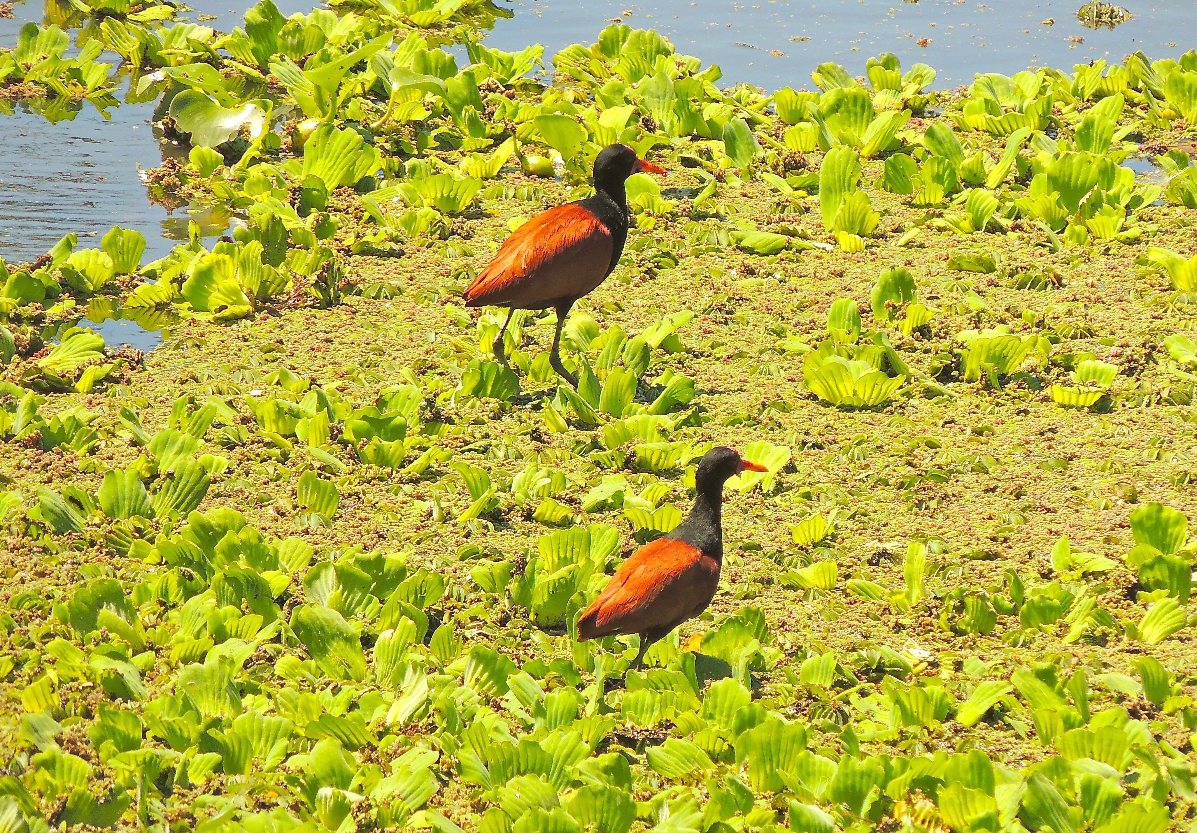 Wattled Jacanas