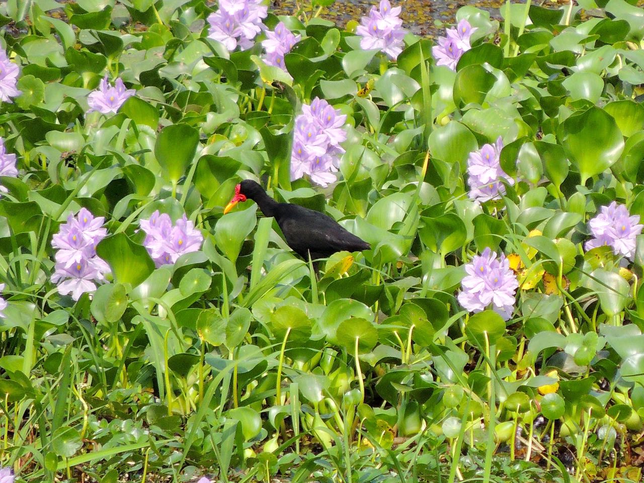 Wattled Jacana