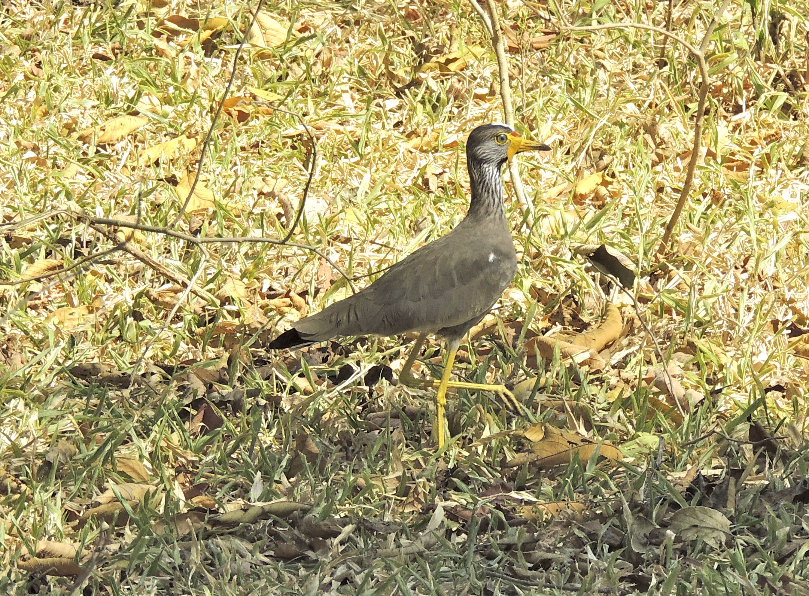 Wattled Lapwing