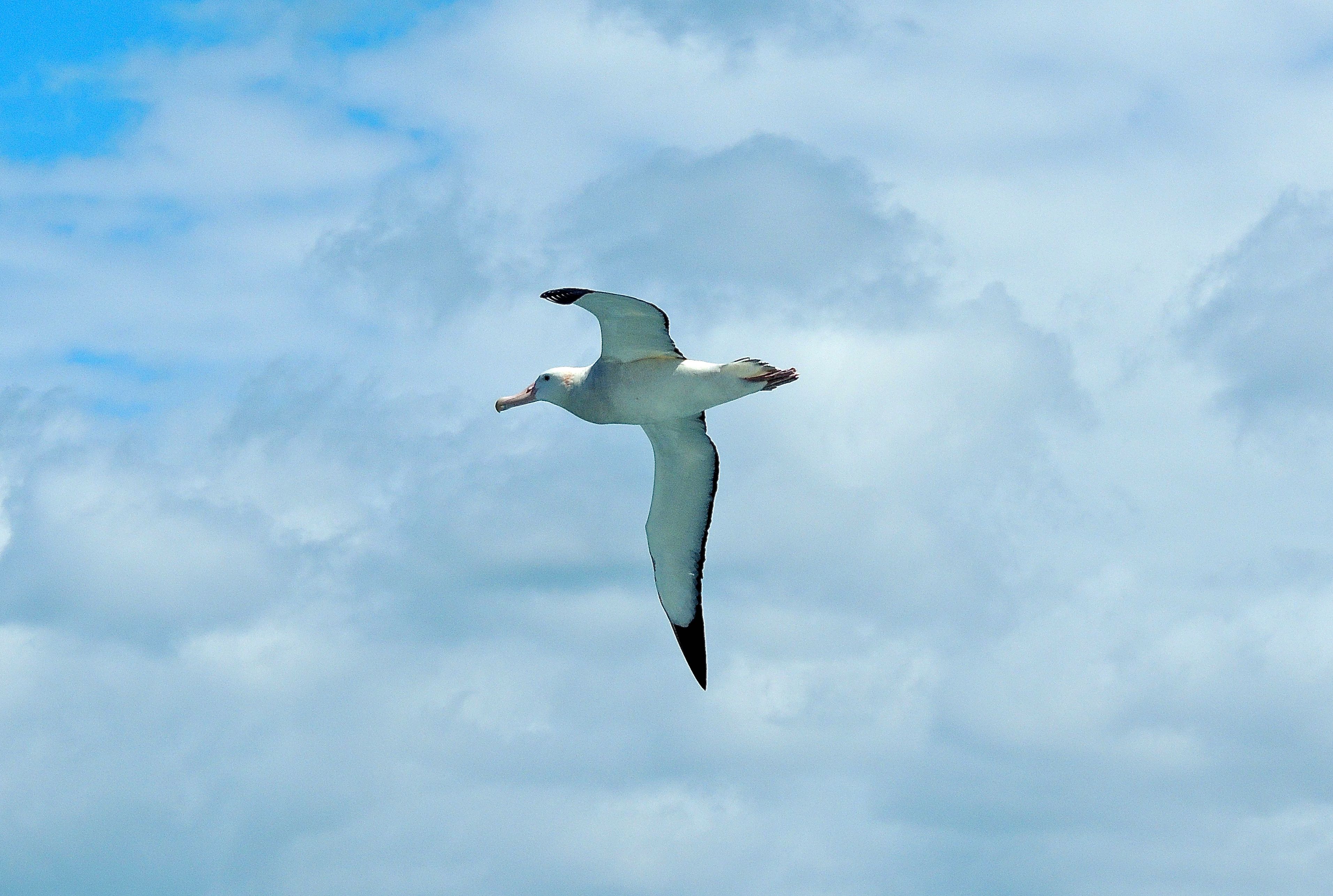 Wandering Albatross