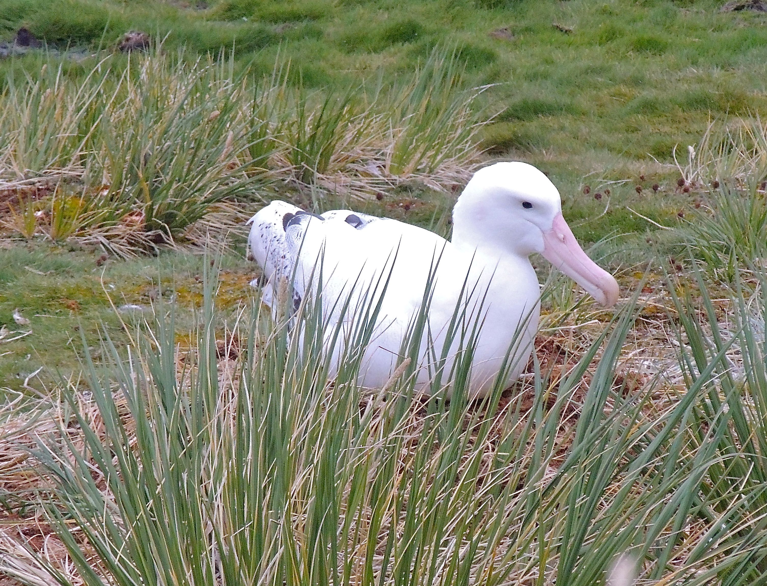 Wandering Albatross