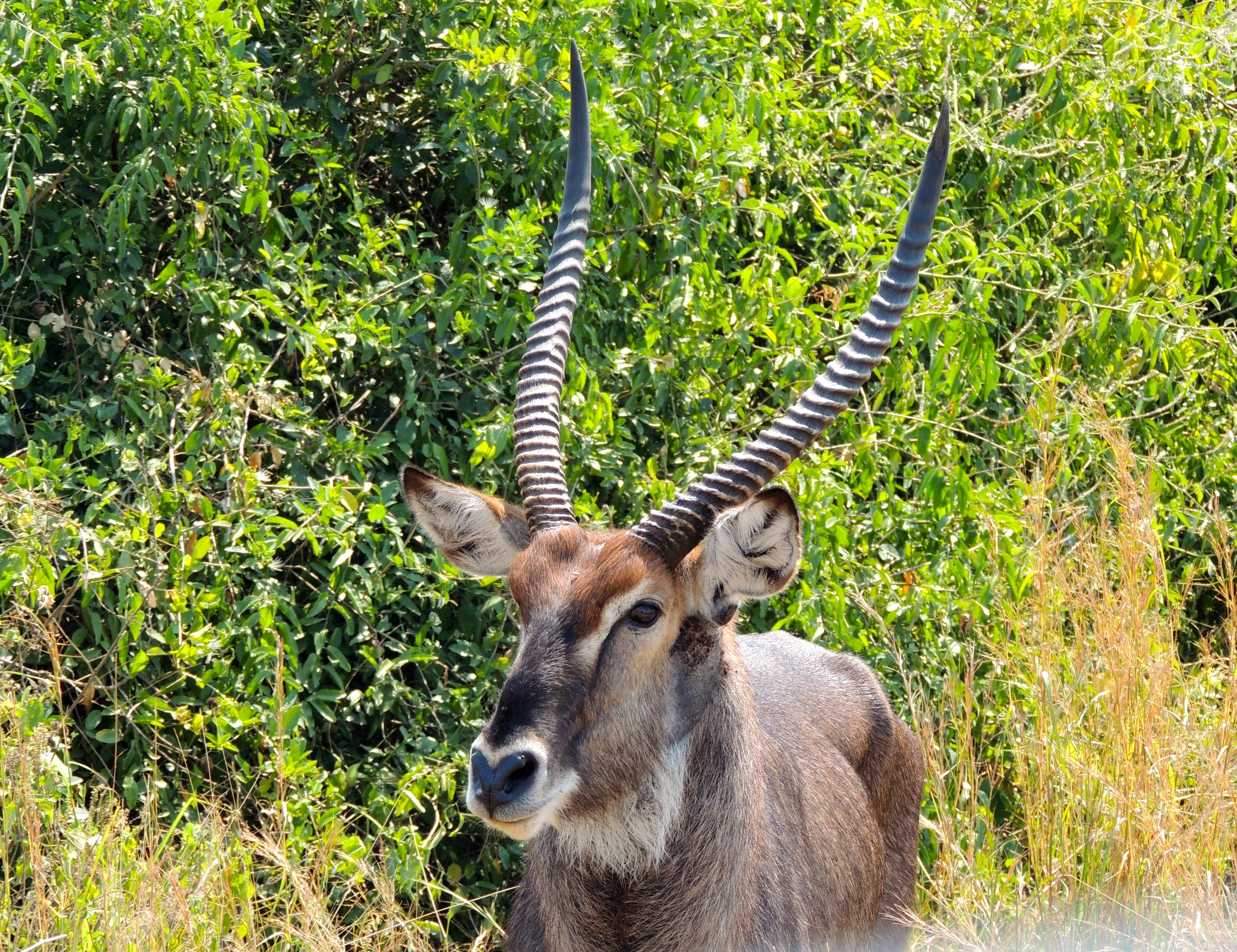 Defassa Waterbuck