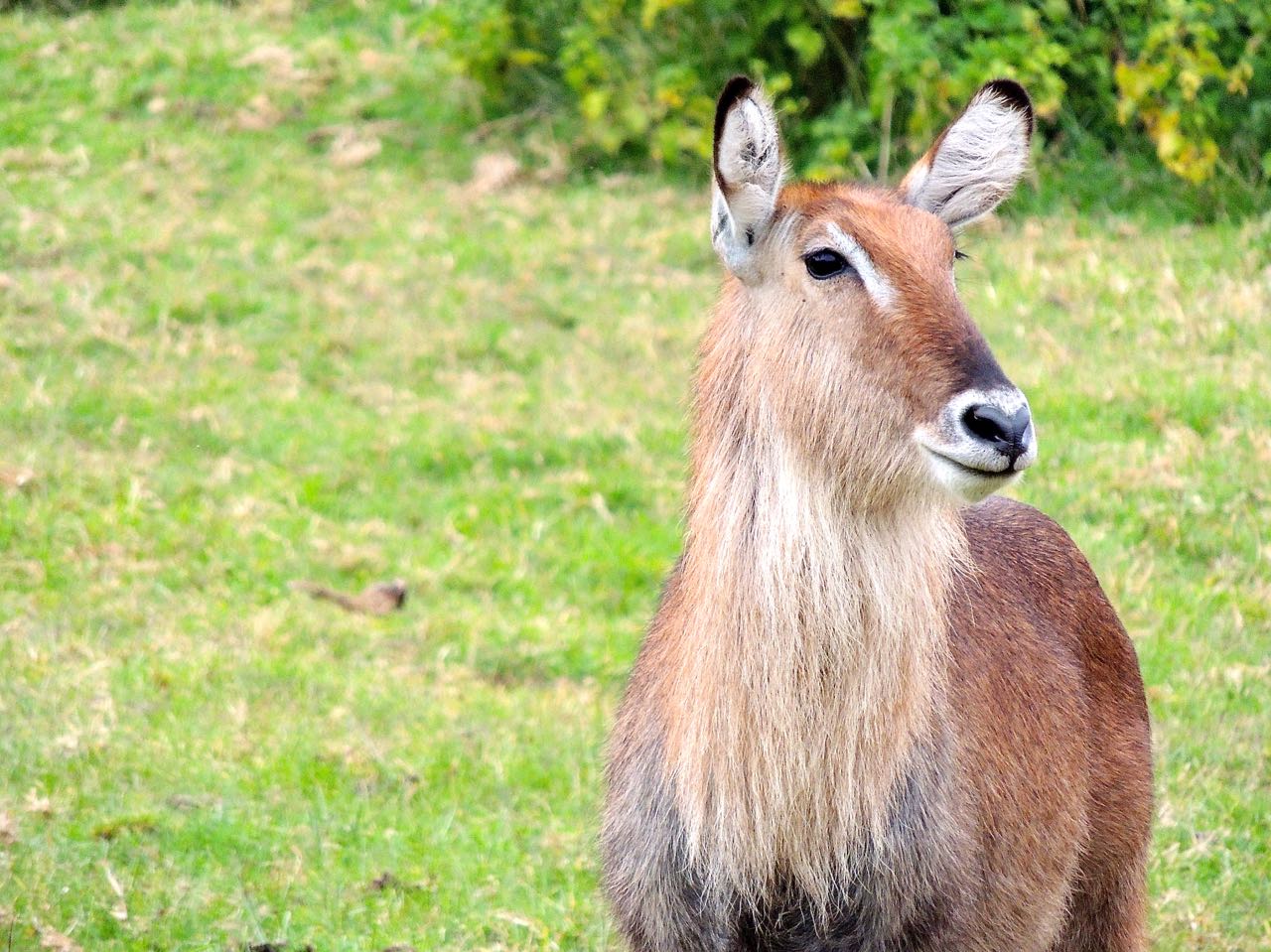 Waterbuck